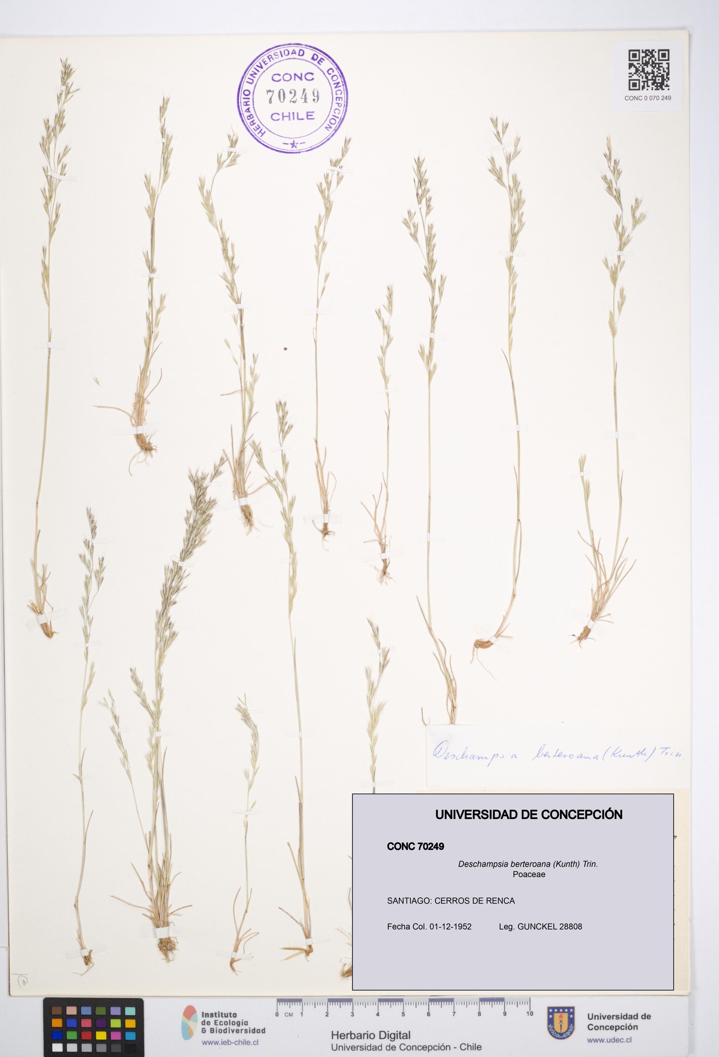 Deschampsia berteroana [Espécimen: ]