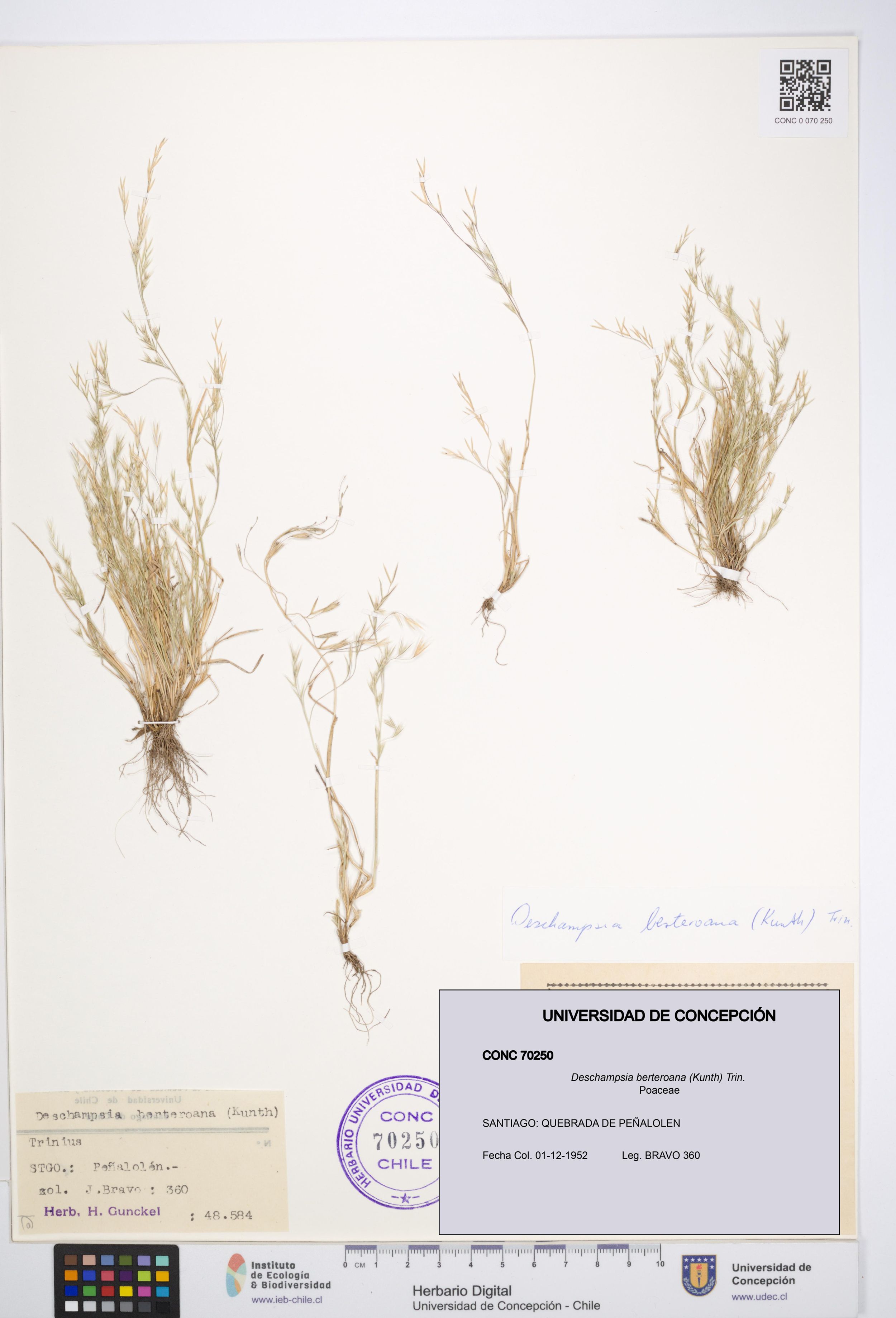 Deschampsia berteroana [Espécimen: ]