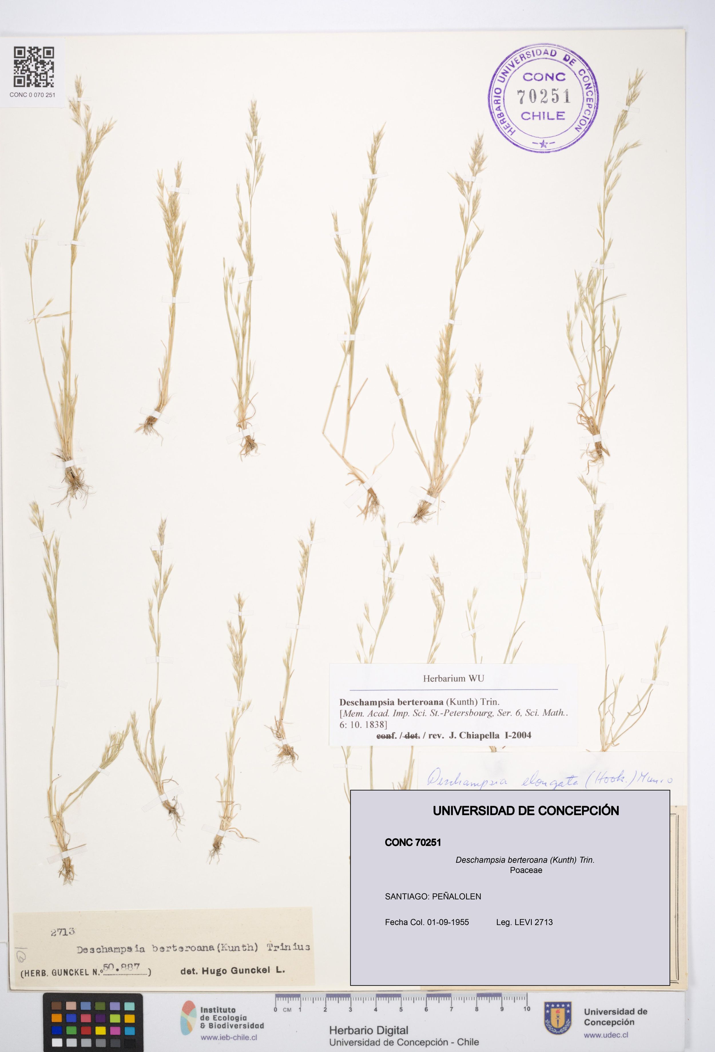 Deschampsia berteroana [Espécimen: ]