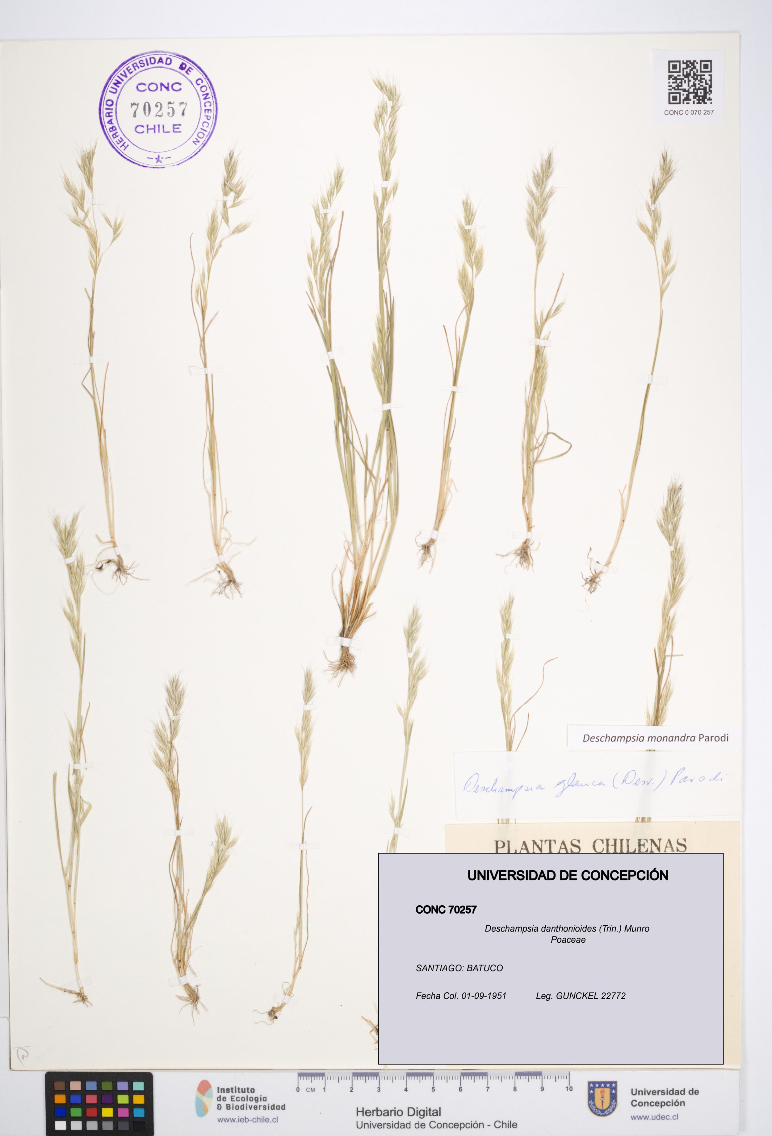 Deschampsia danthonioides [Espécimen: ]