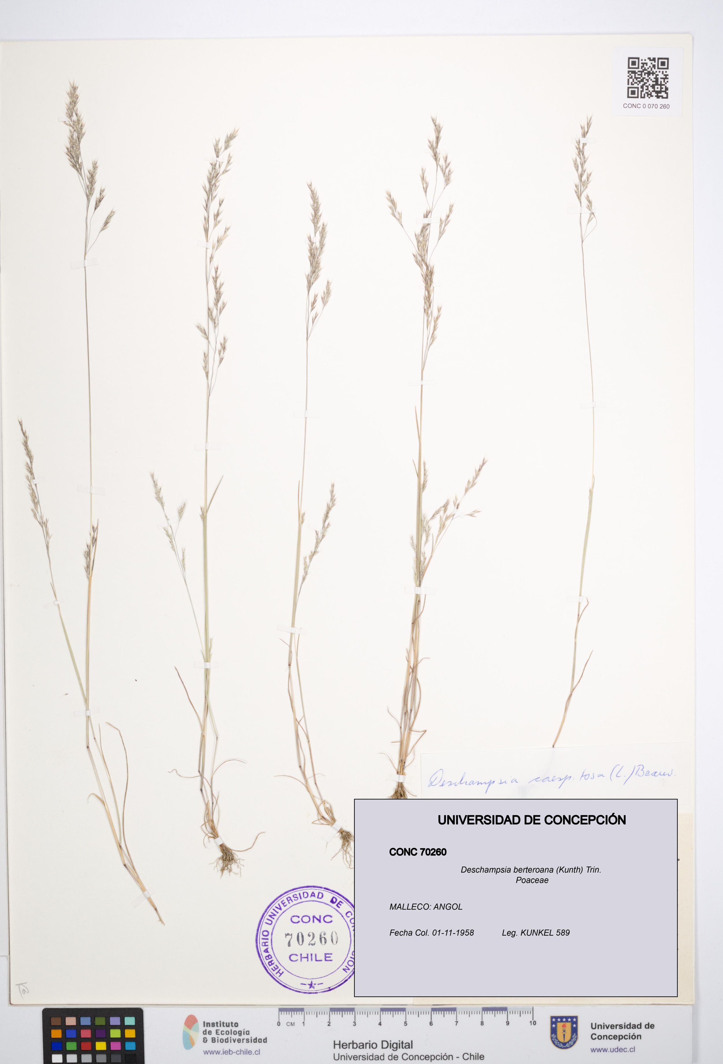 Deschampsia berteroana [Espécimen: ]