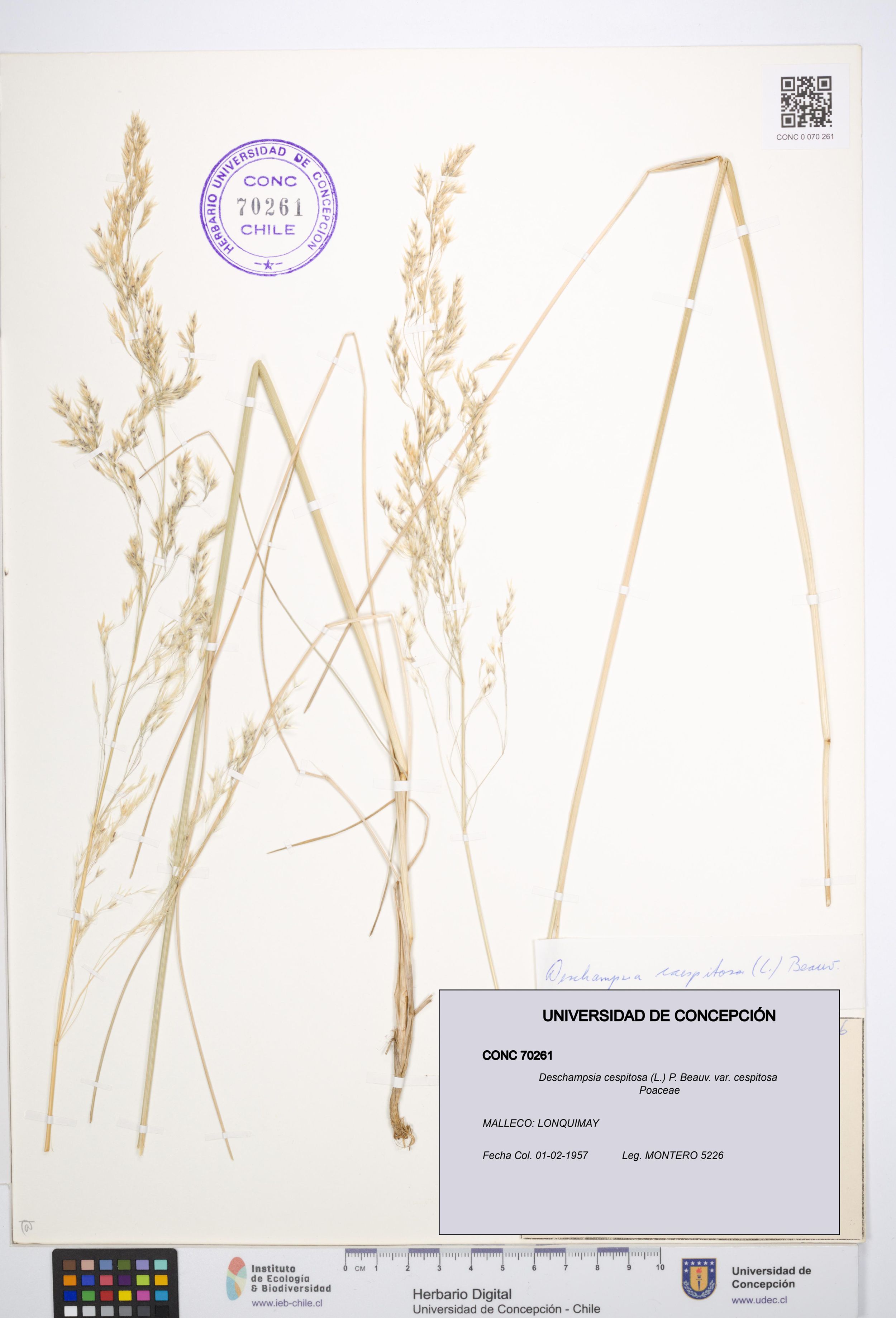 Deschampsia cespitosa var. cespitosa [Espécimen: ]