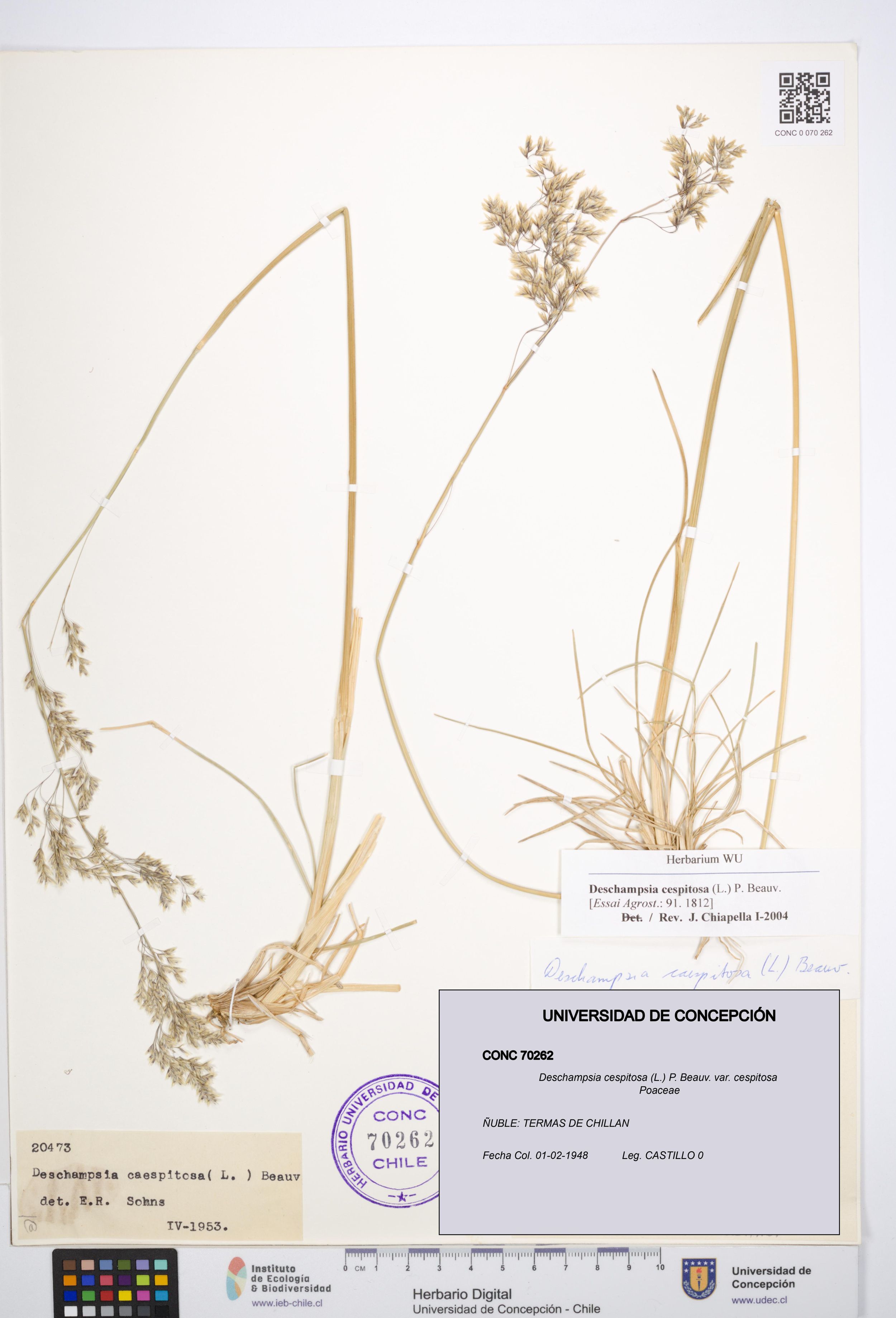 Deschampsia cespitosa var. cespitosa [Espécimen: ]