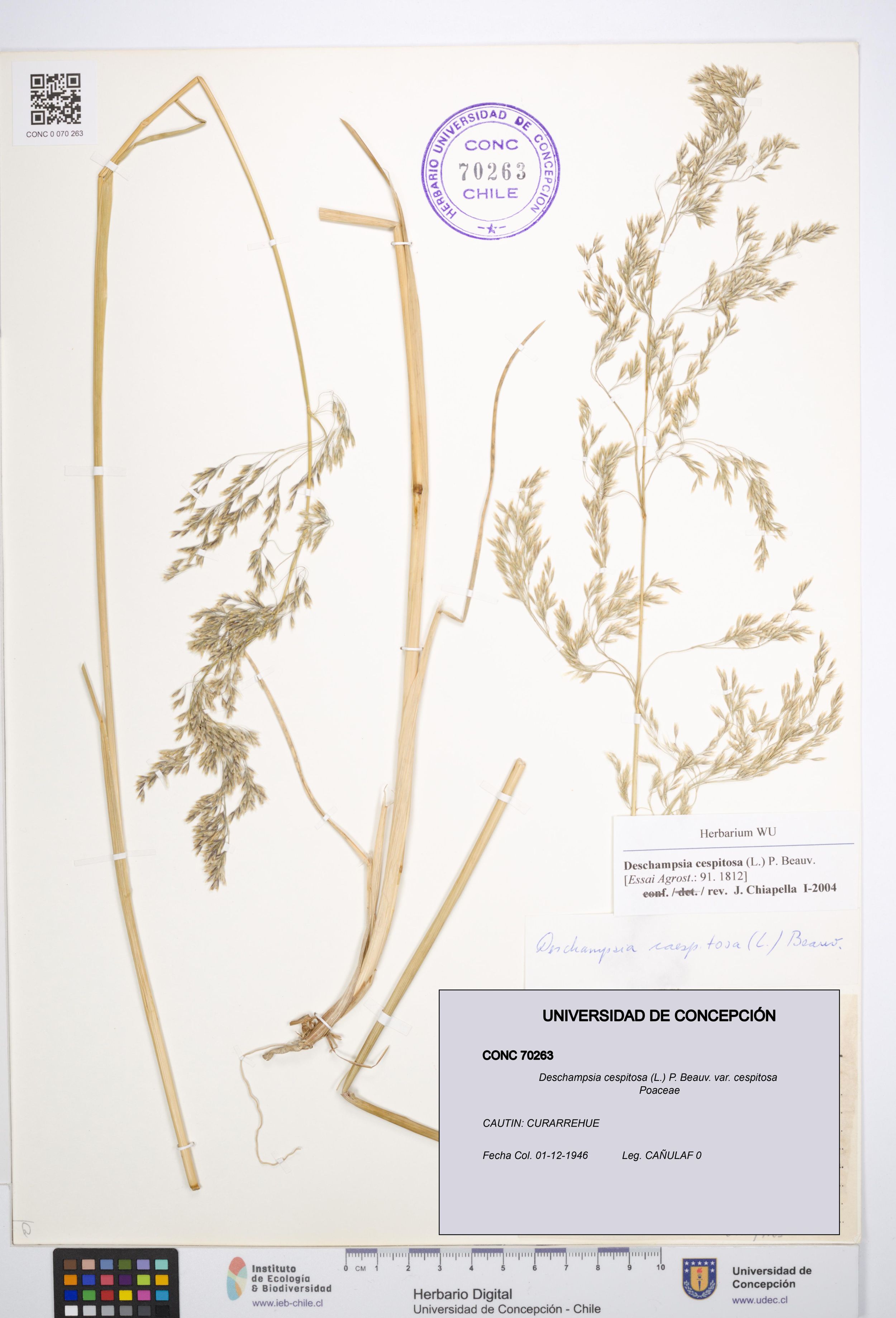 Deschampsia cespitosa var. cespitosa [Espécimen: ]