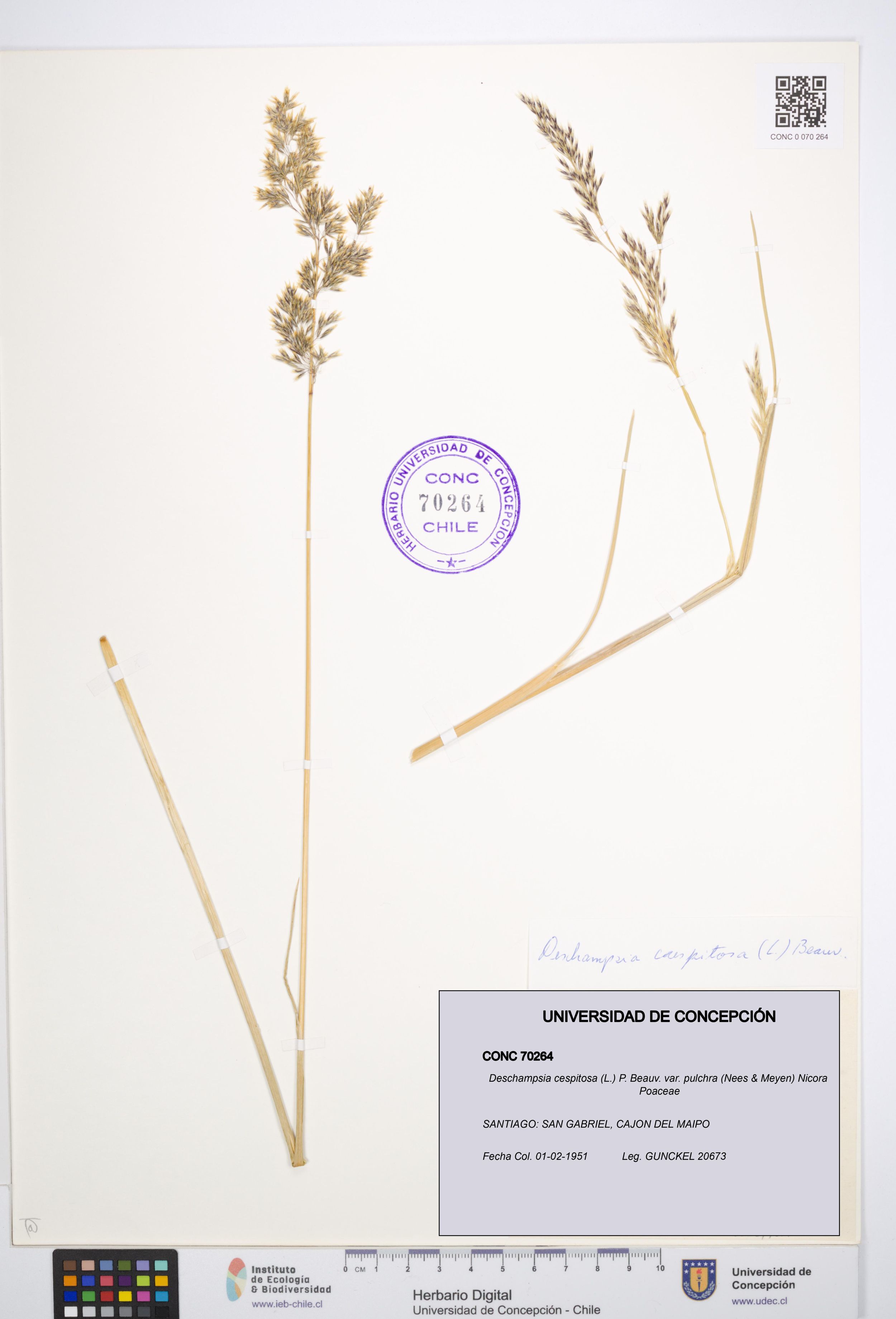 Deschampsia cespitosa var. pulchra [Espécimen: ]