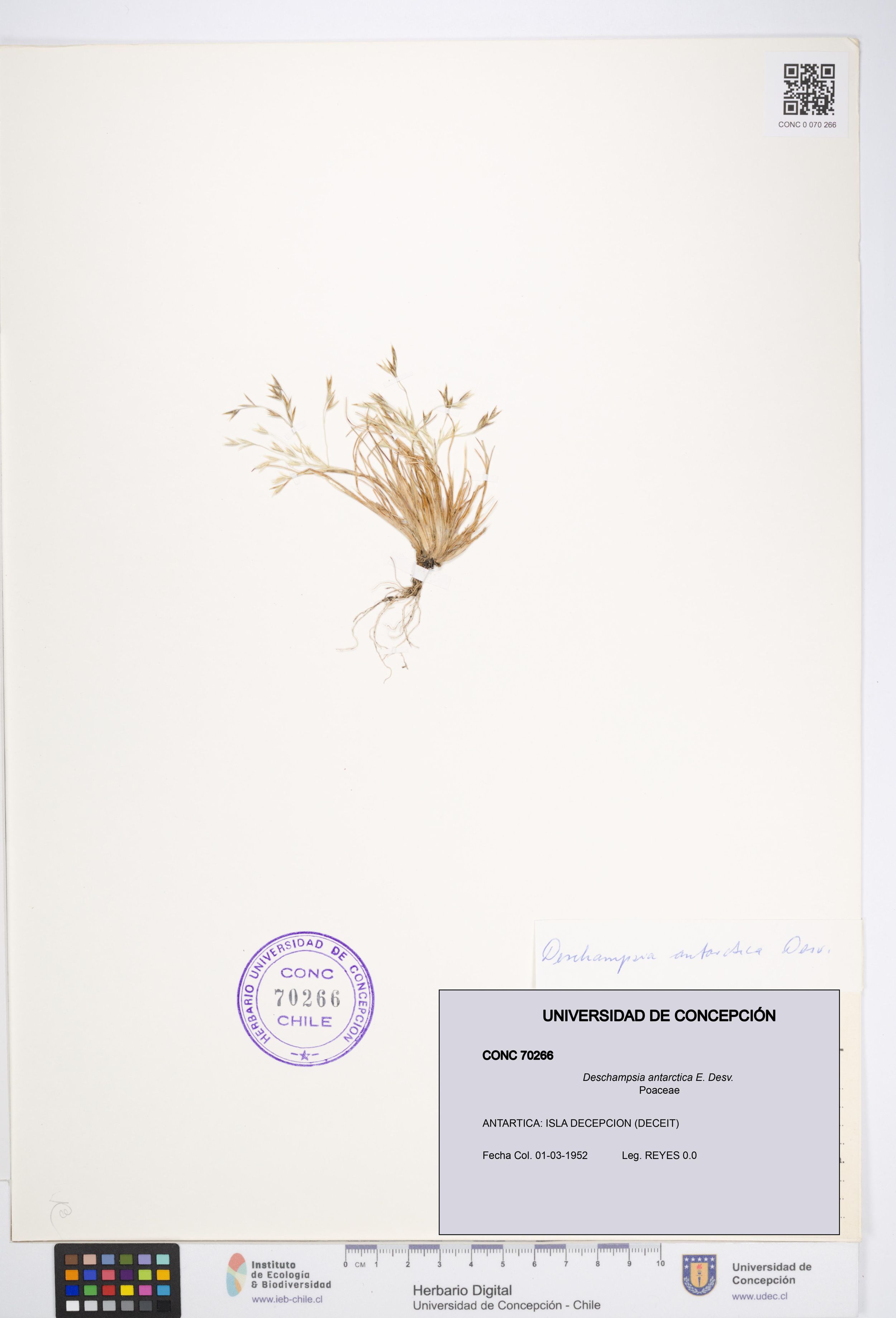 Deschampsia antarctica [Espécimen: ]