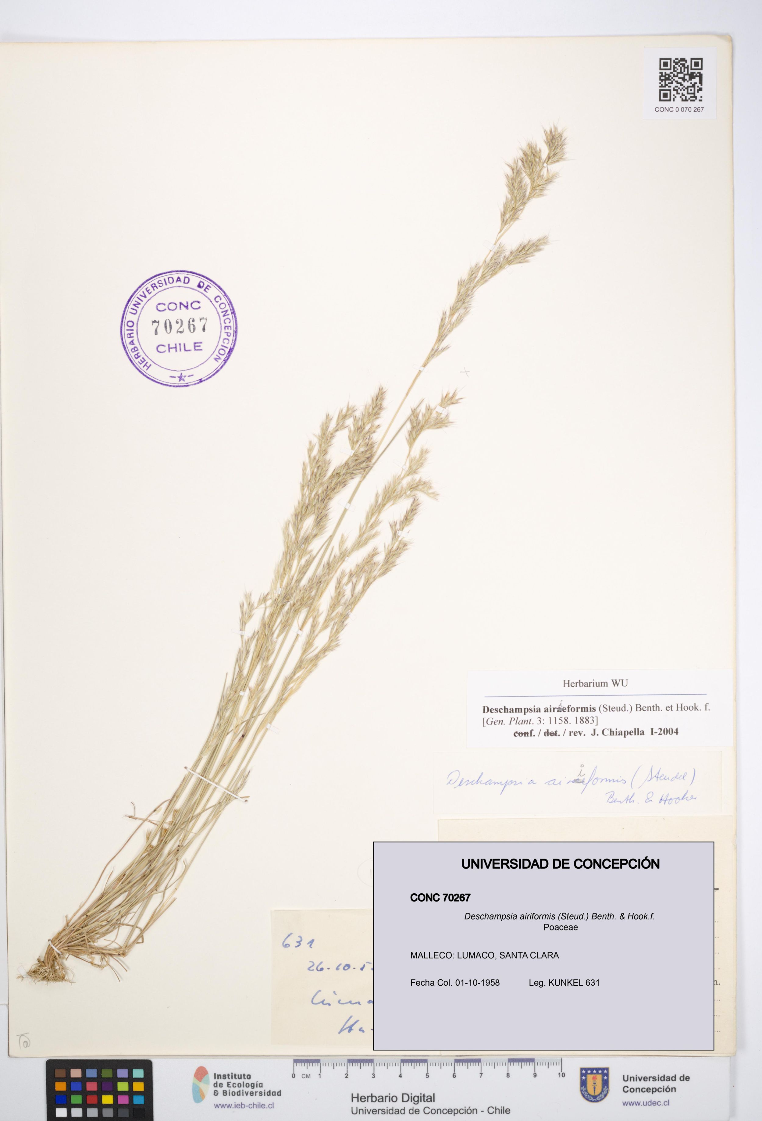 Deschampsia airiformis [Espécimen: ]