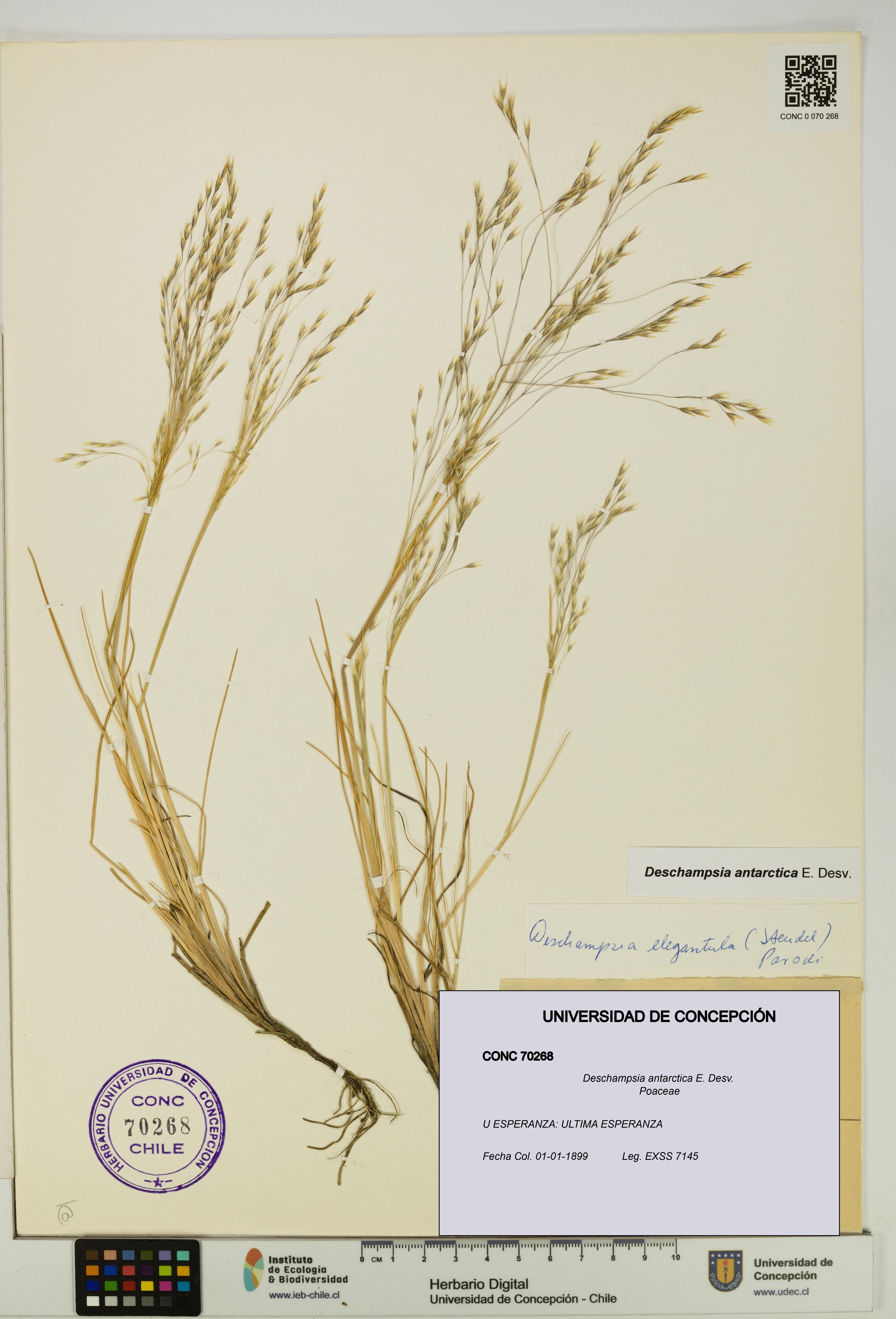 Deschampsia antarctica [Espécimen: ]