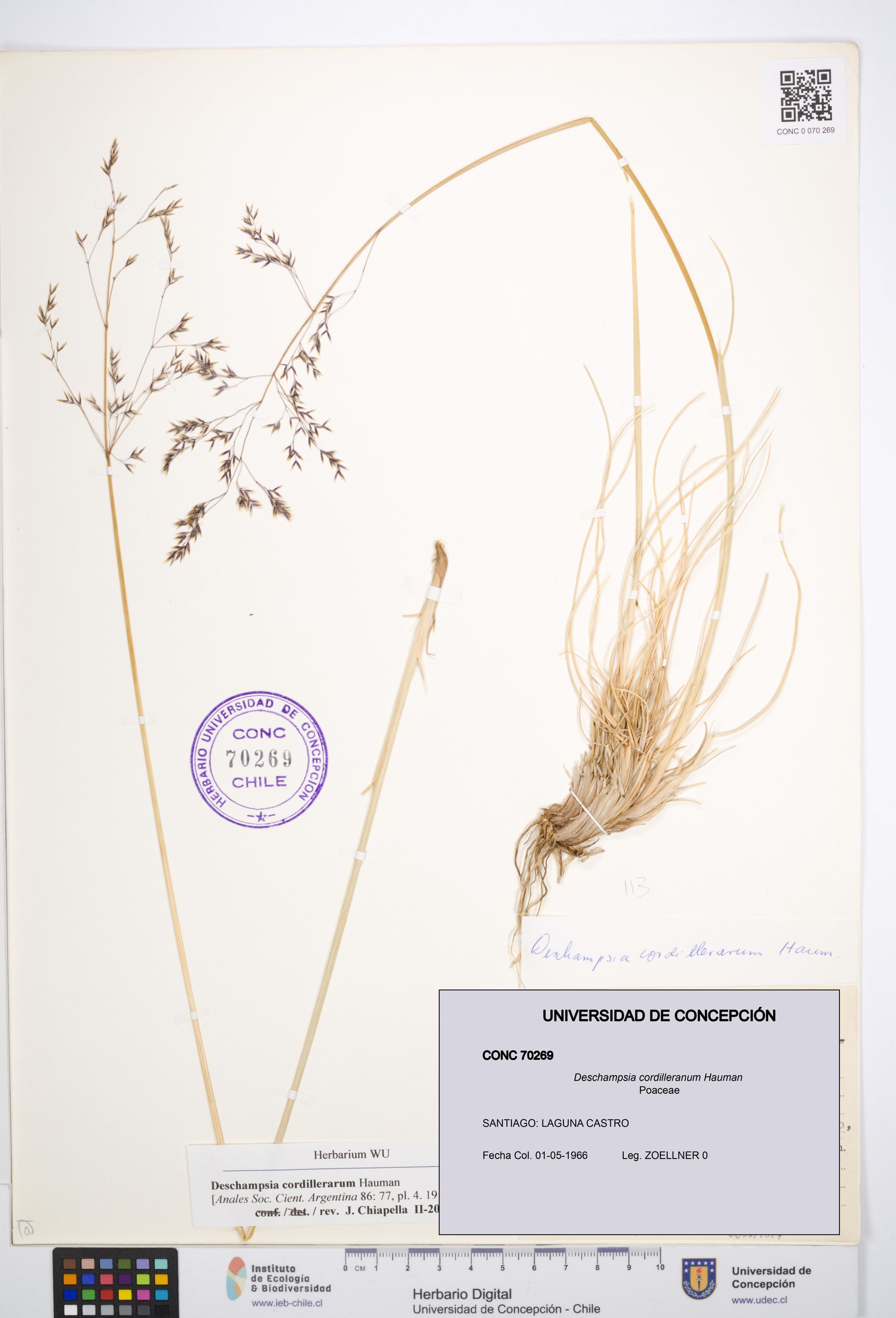 Deschampsia cordilleranum [Espécimen: ]