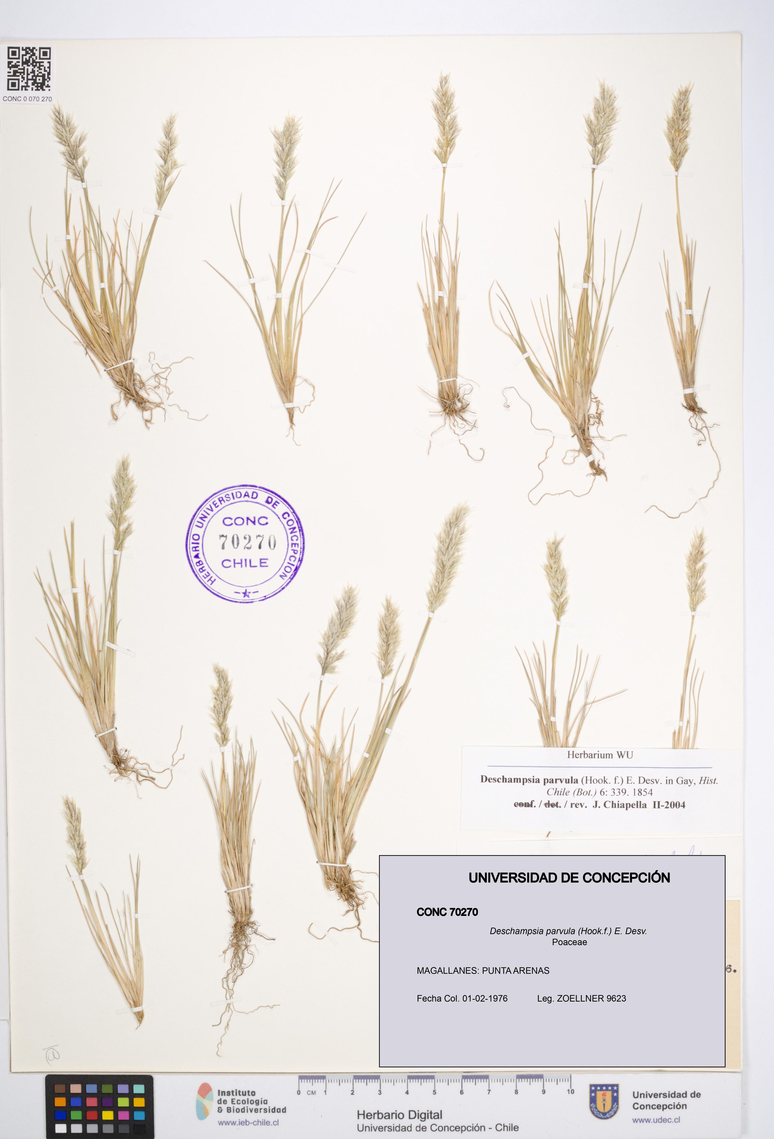 Deschampsia parvula [Espécimen: ]