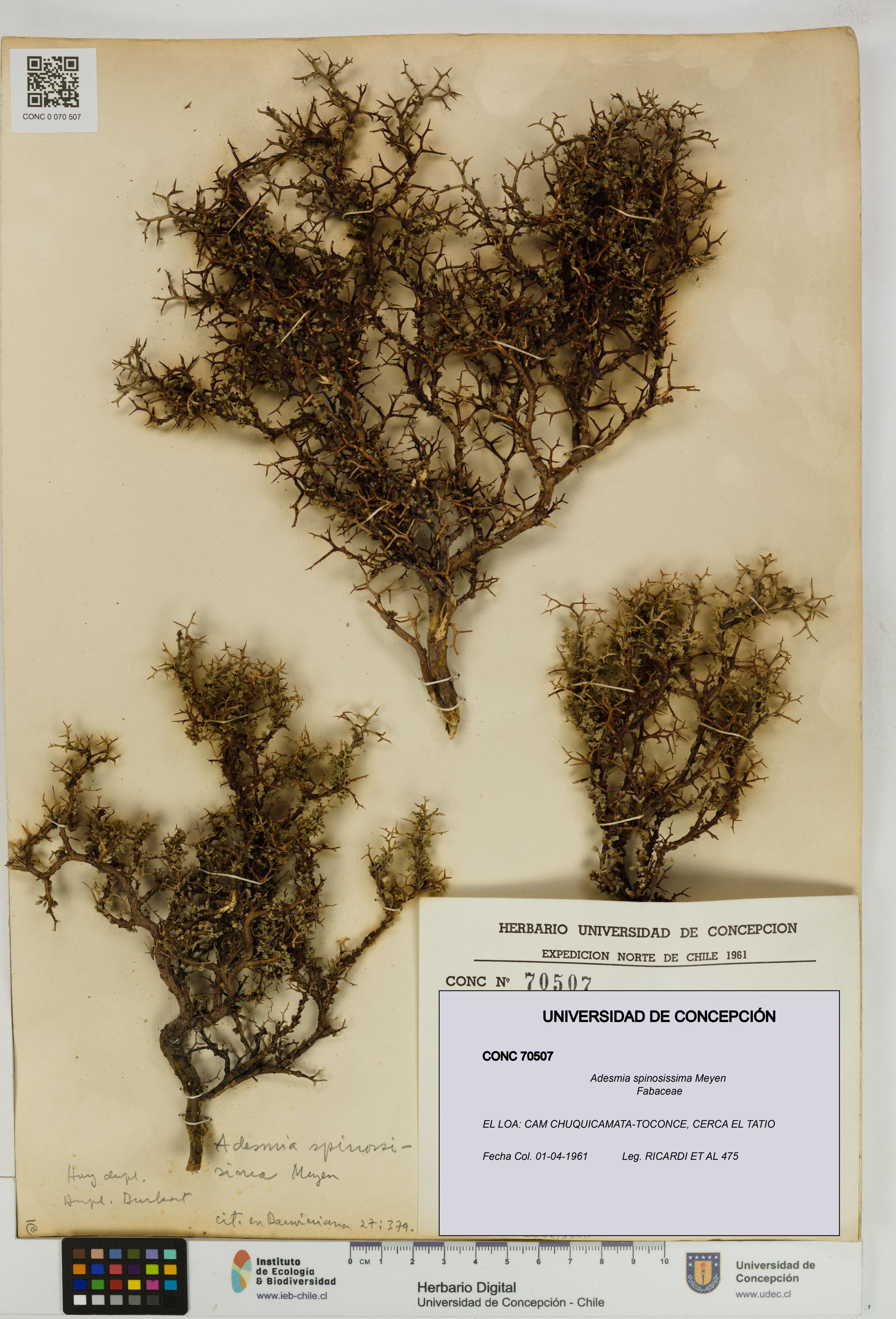 Adesmia spinosissima [Espécimen: ]