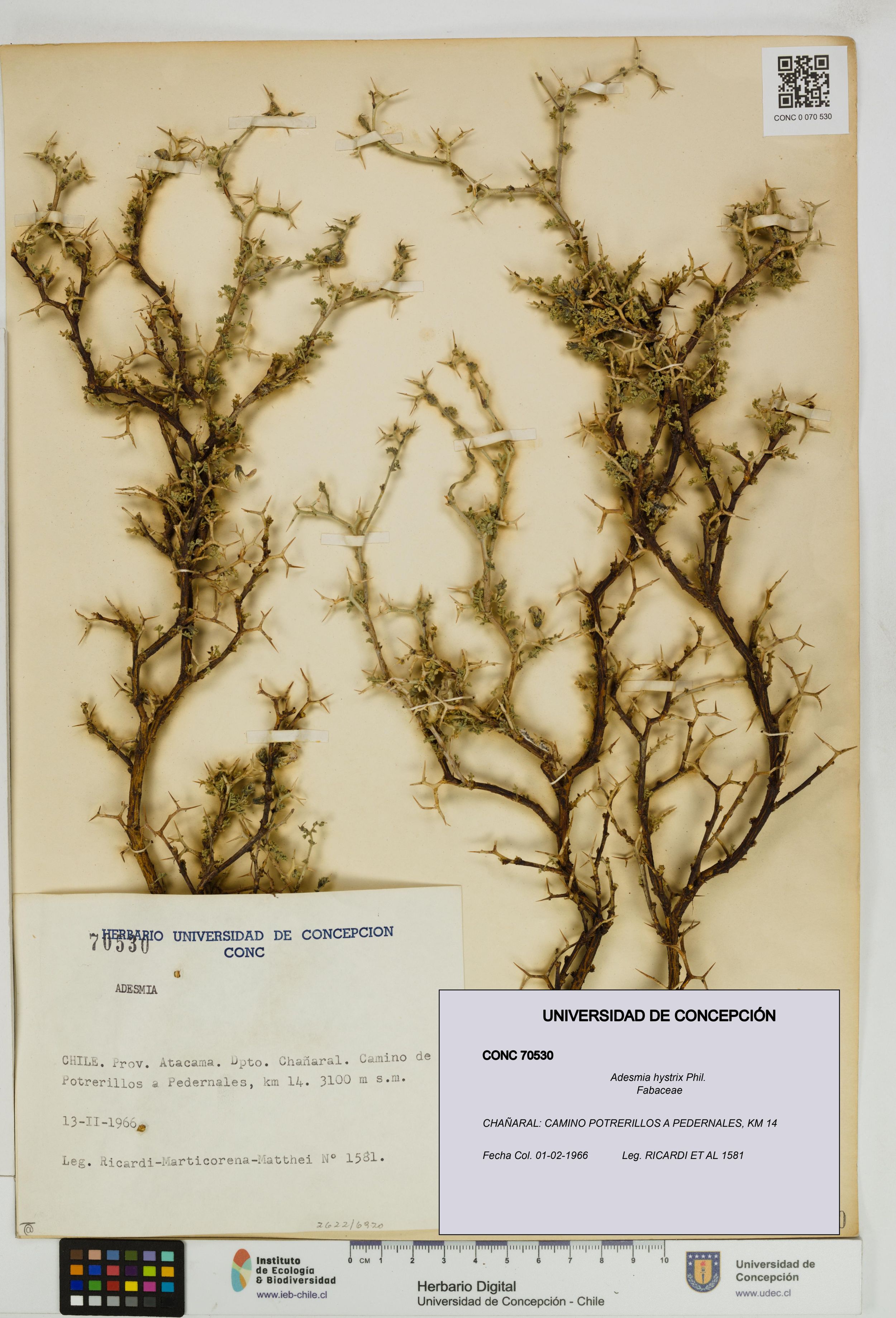Adesmia hystrix [Espécimen: ]