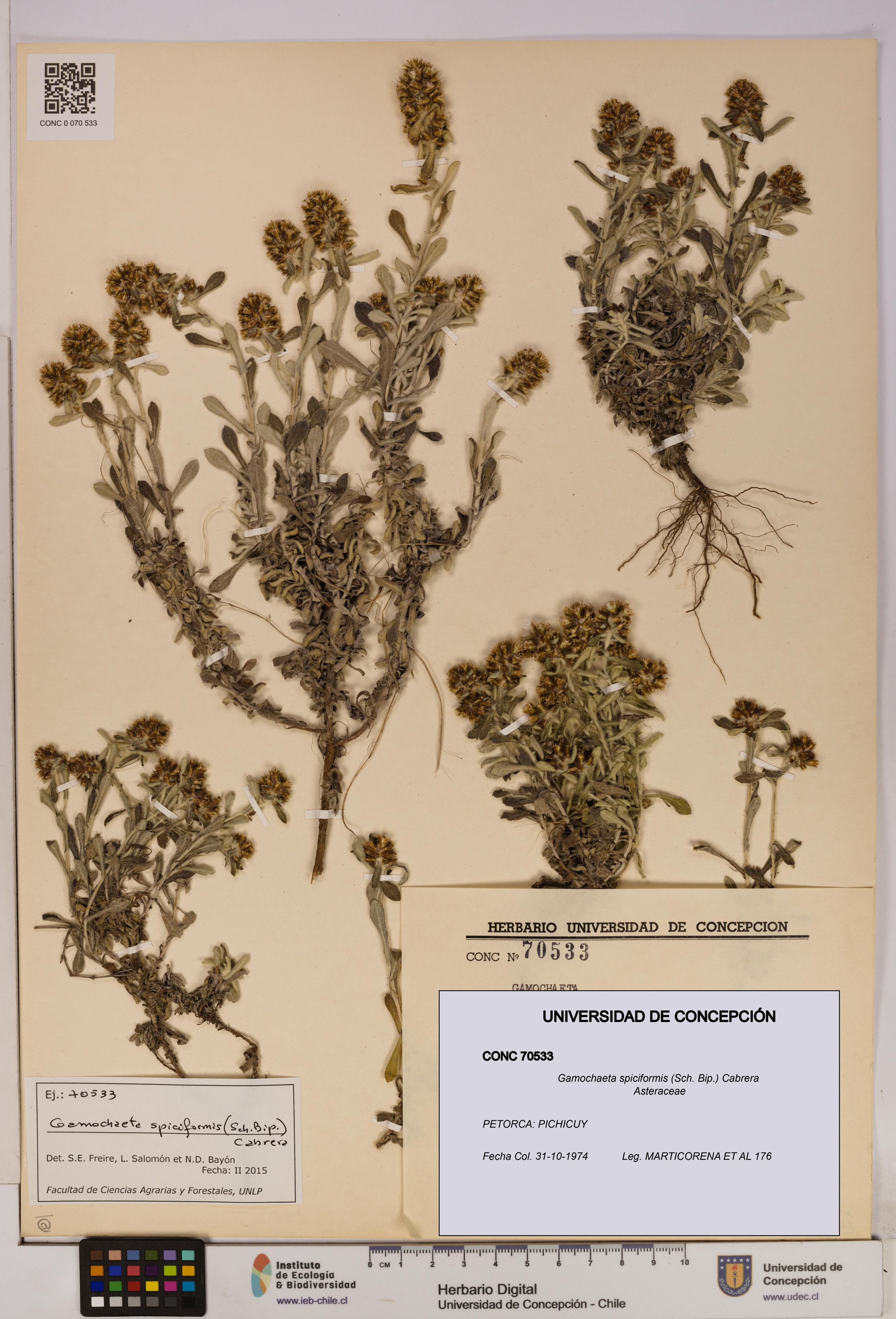 Gamochaeta spiciformis [Espécimen: ]