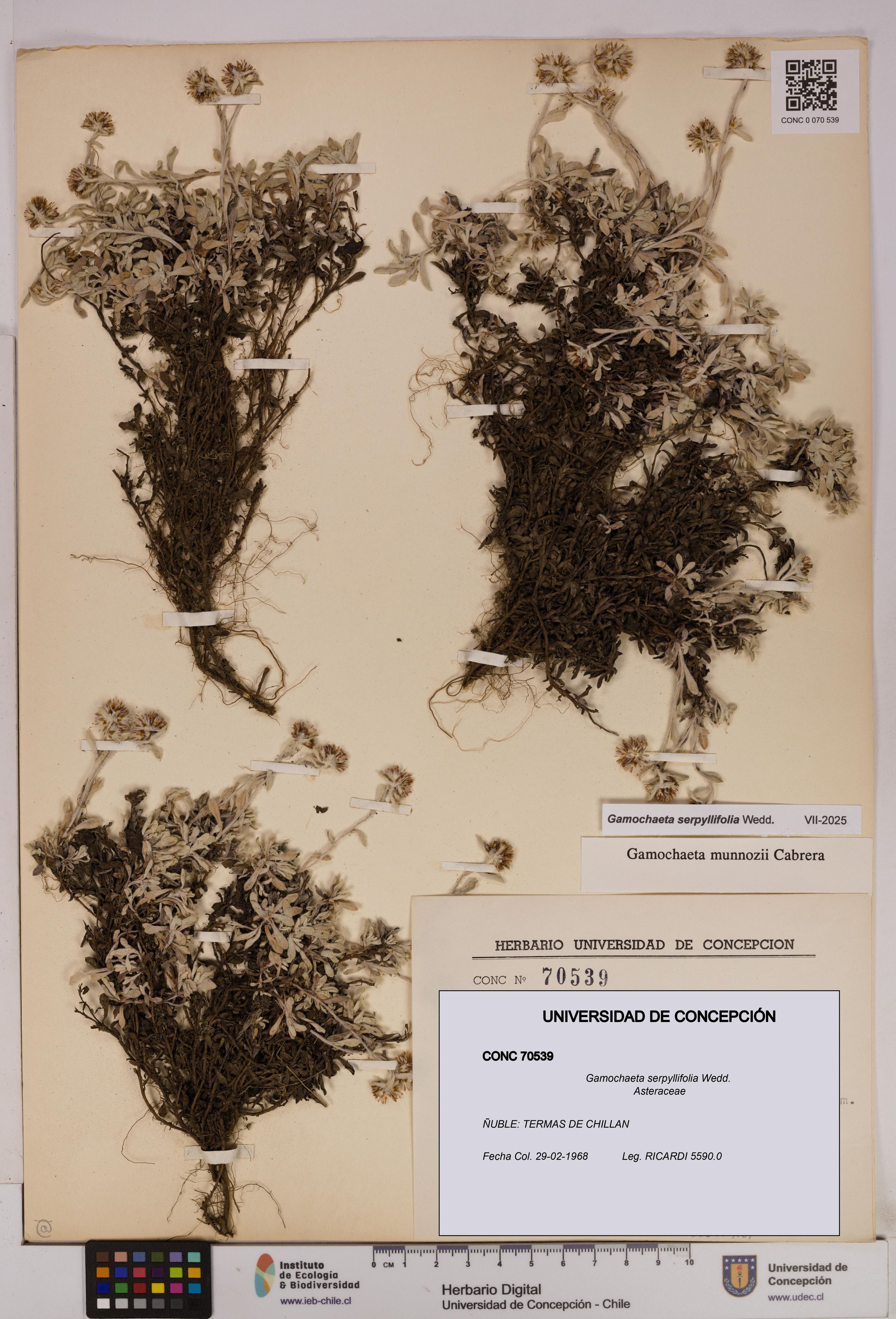 Gamochaeta serpyllifolia [Espécimen: ]