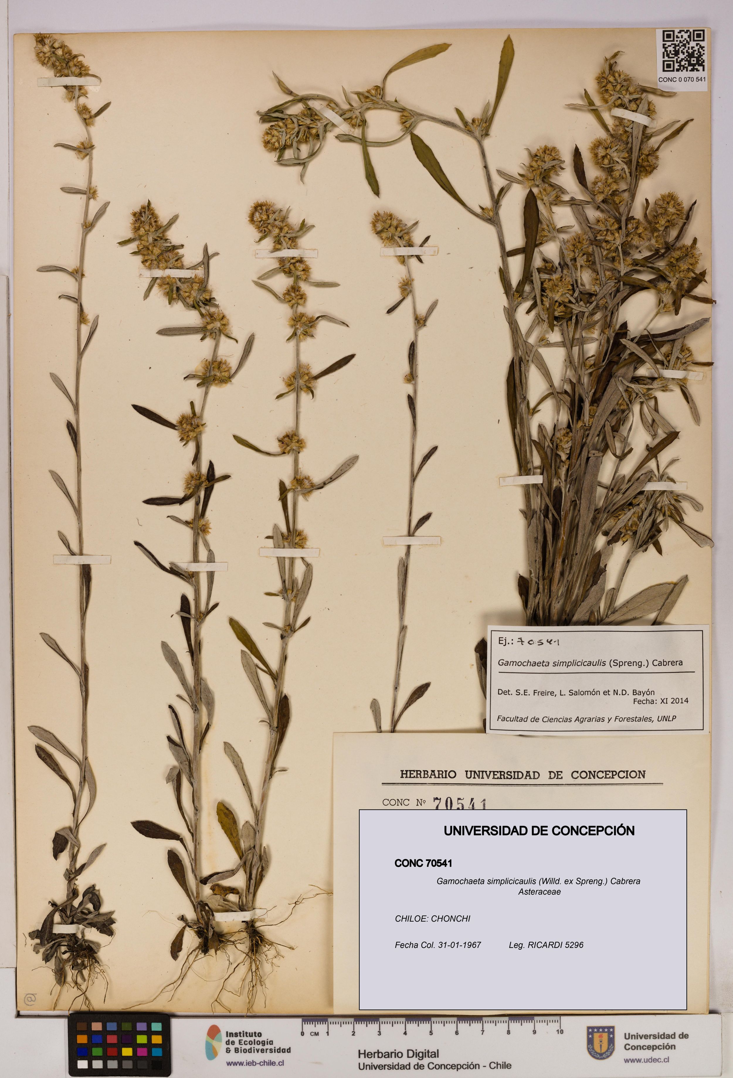 Gamochaeta simplicicaulis [Espécimen: ]