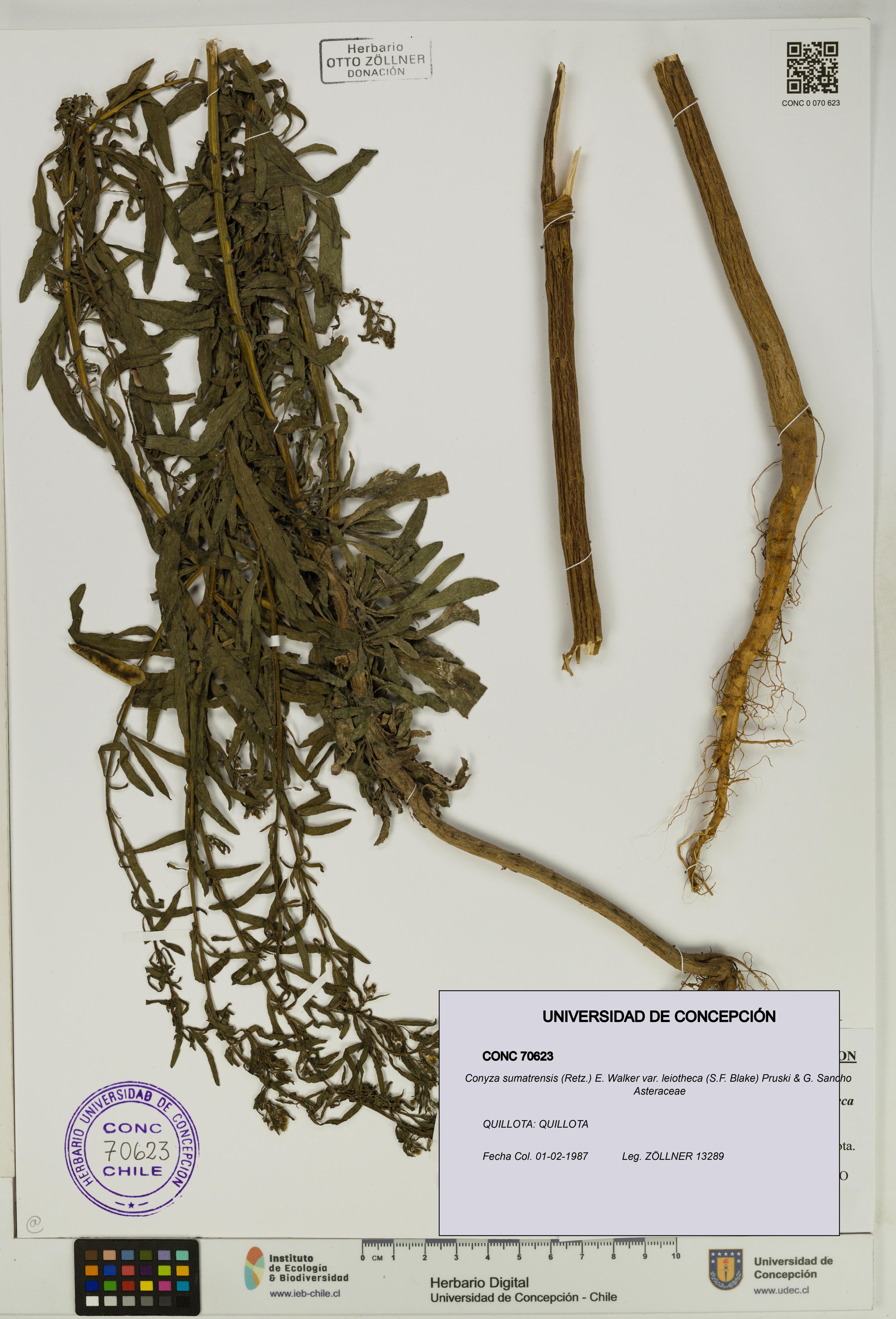 Conyza sumatrensis var. leiotheca [Espécimen: ]