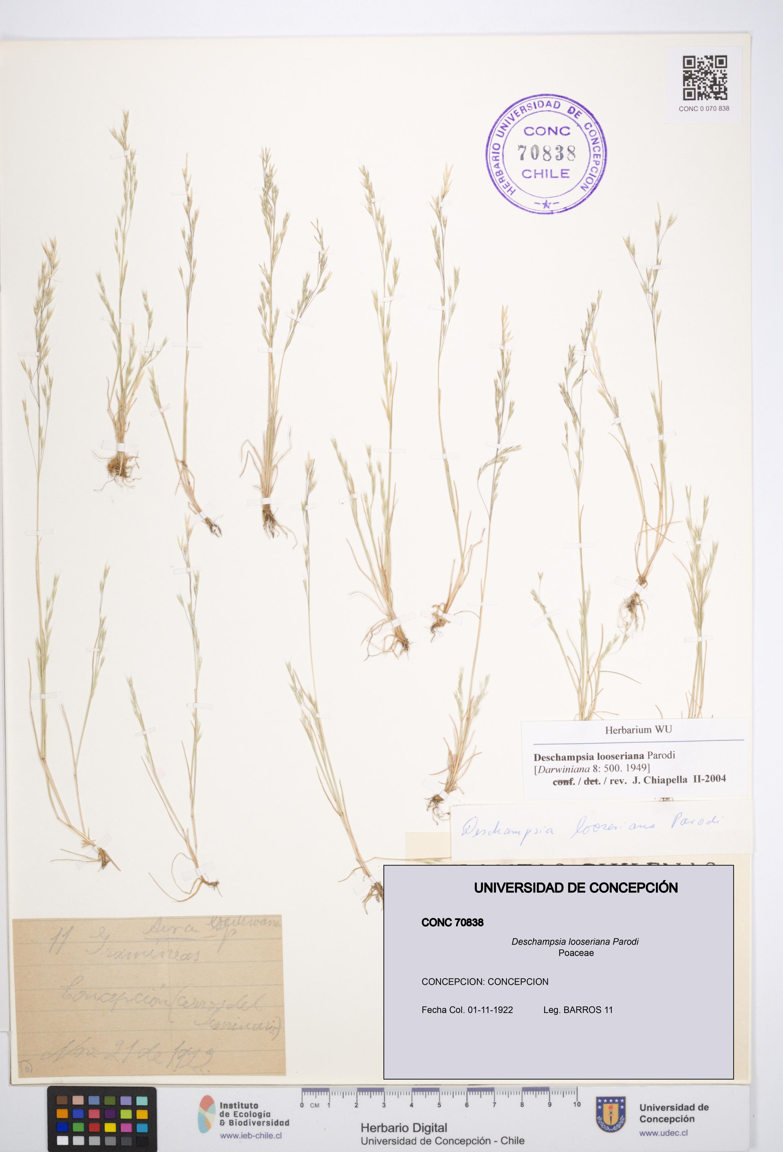 Deschampsia looseriana [Espécimen: ]