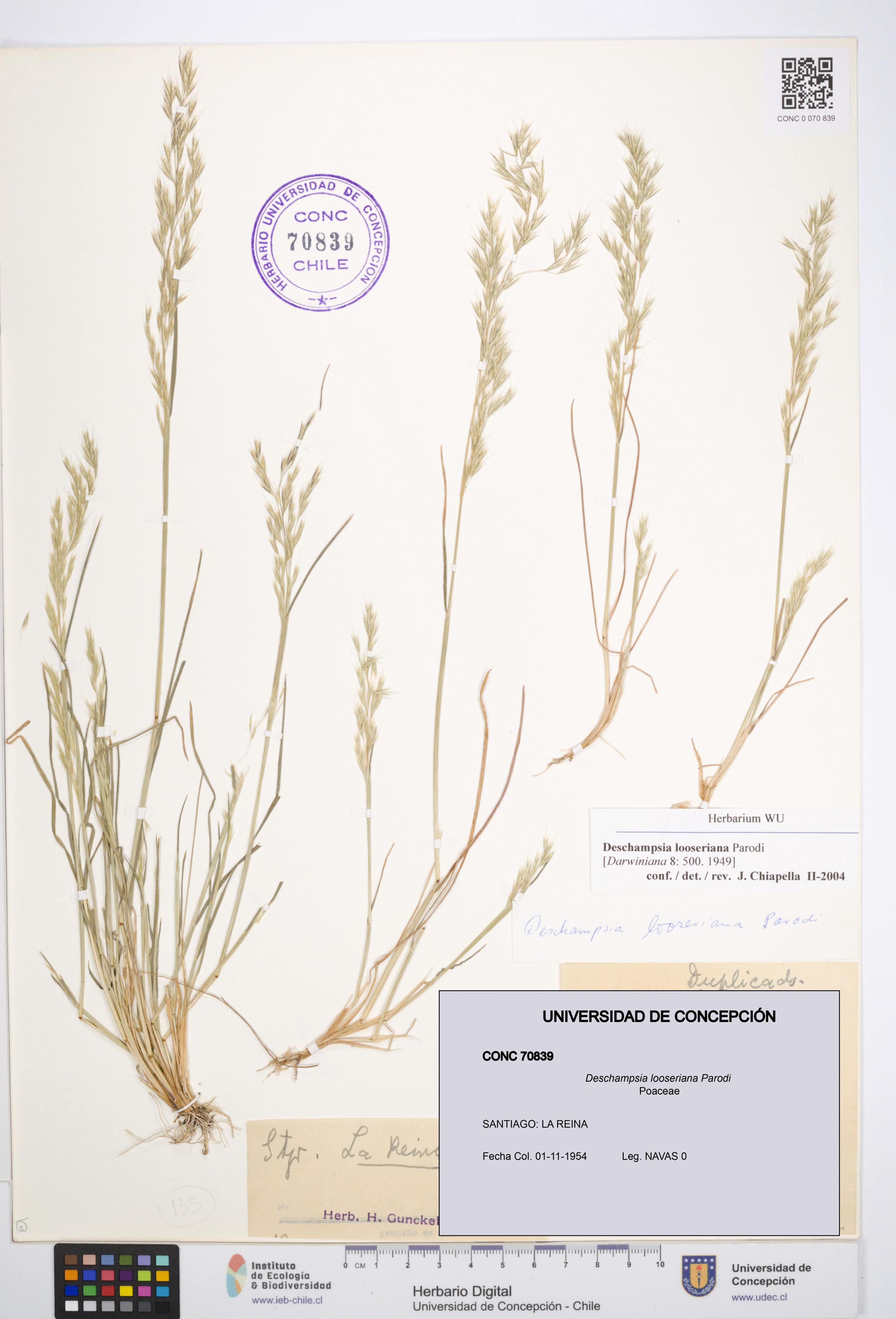Deschampsia looseriana [Espécimen: ]