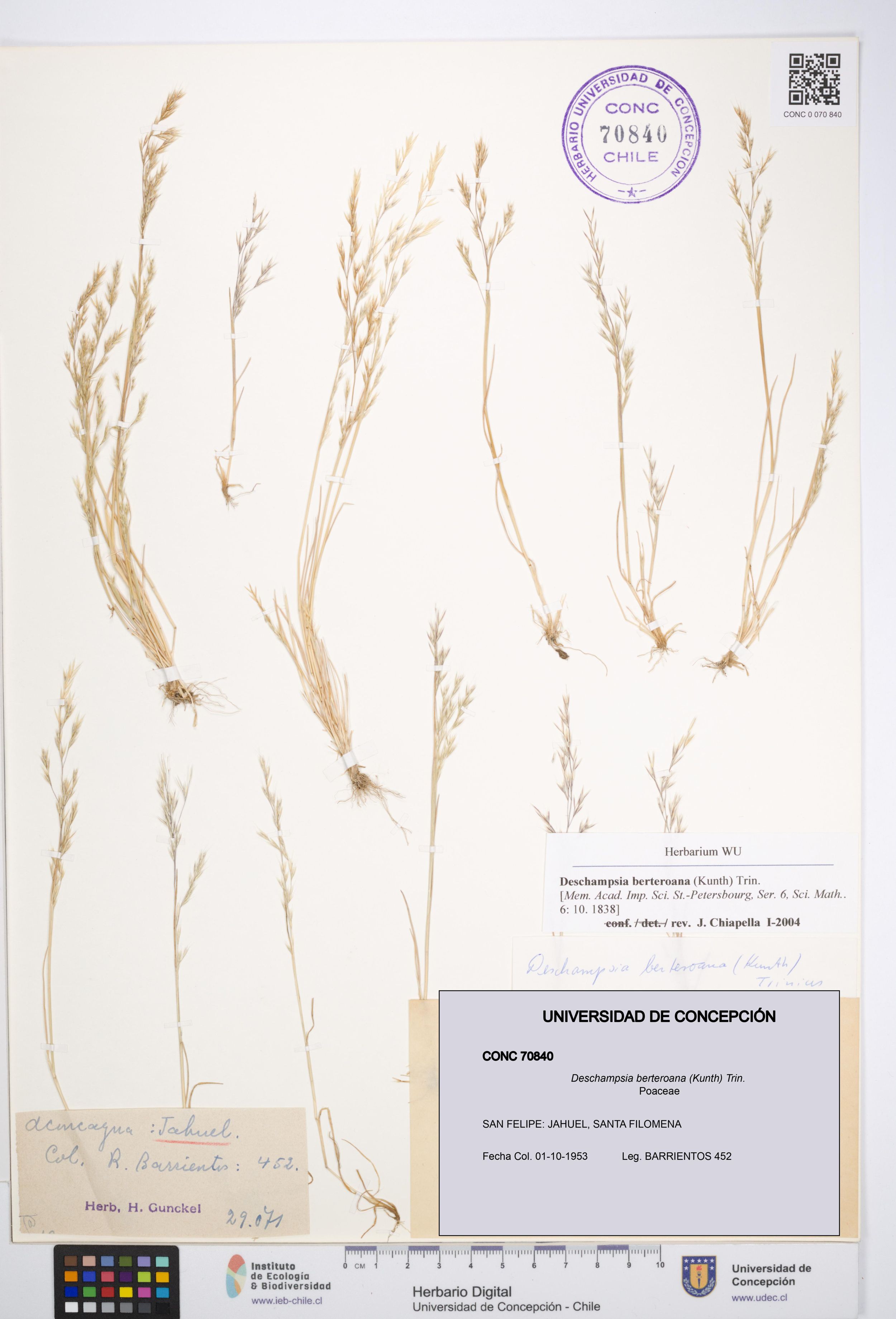 Deschampsia berteroana [Espécimen: ]