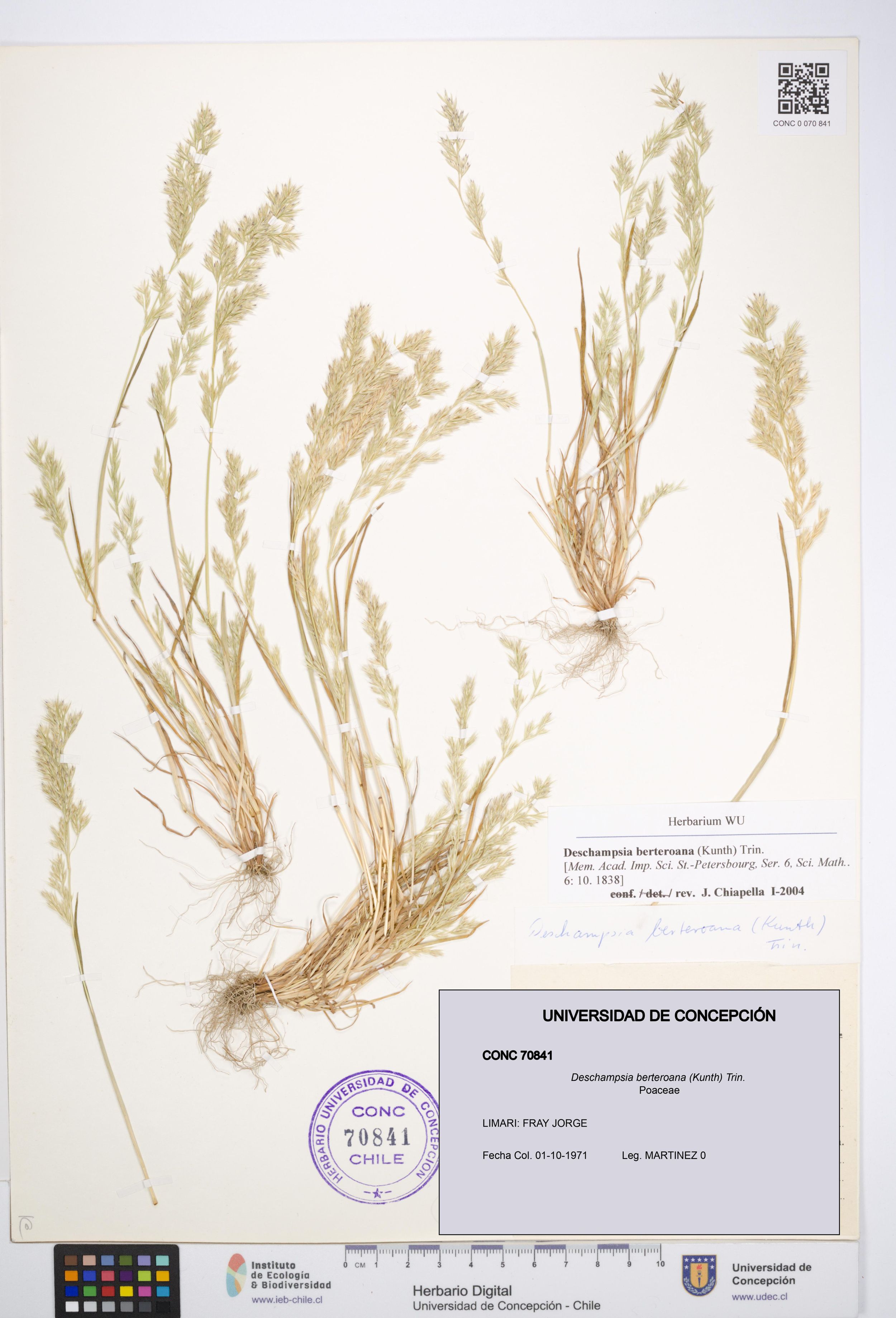 Deschampsia berteroana [Espécimen: ]