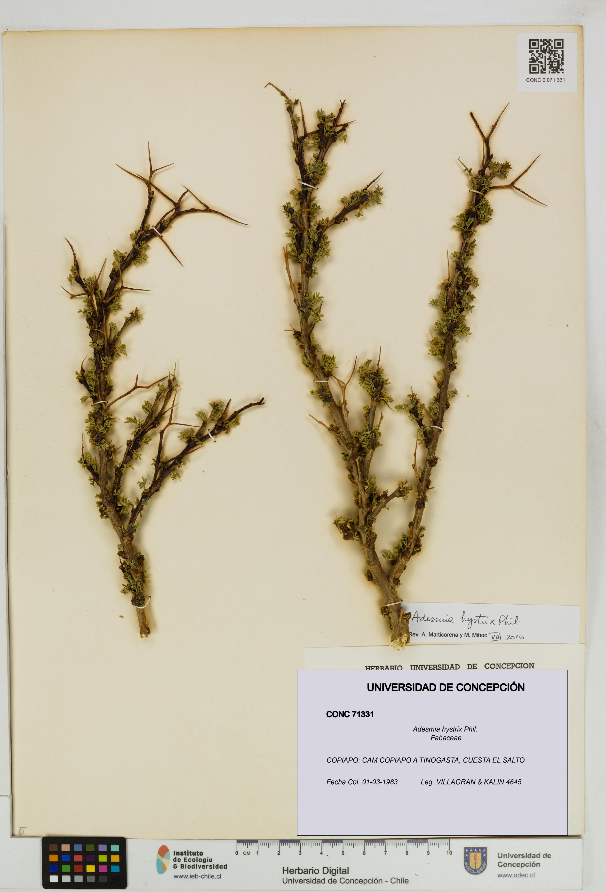 Adesmia hystrix [Espécimen: ]