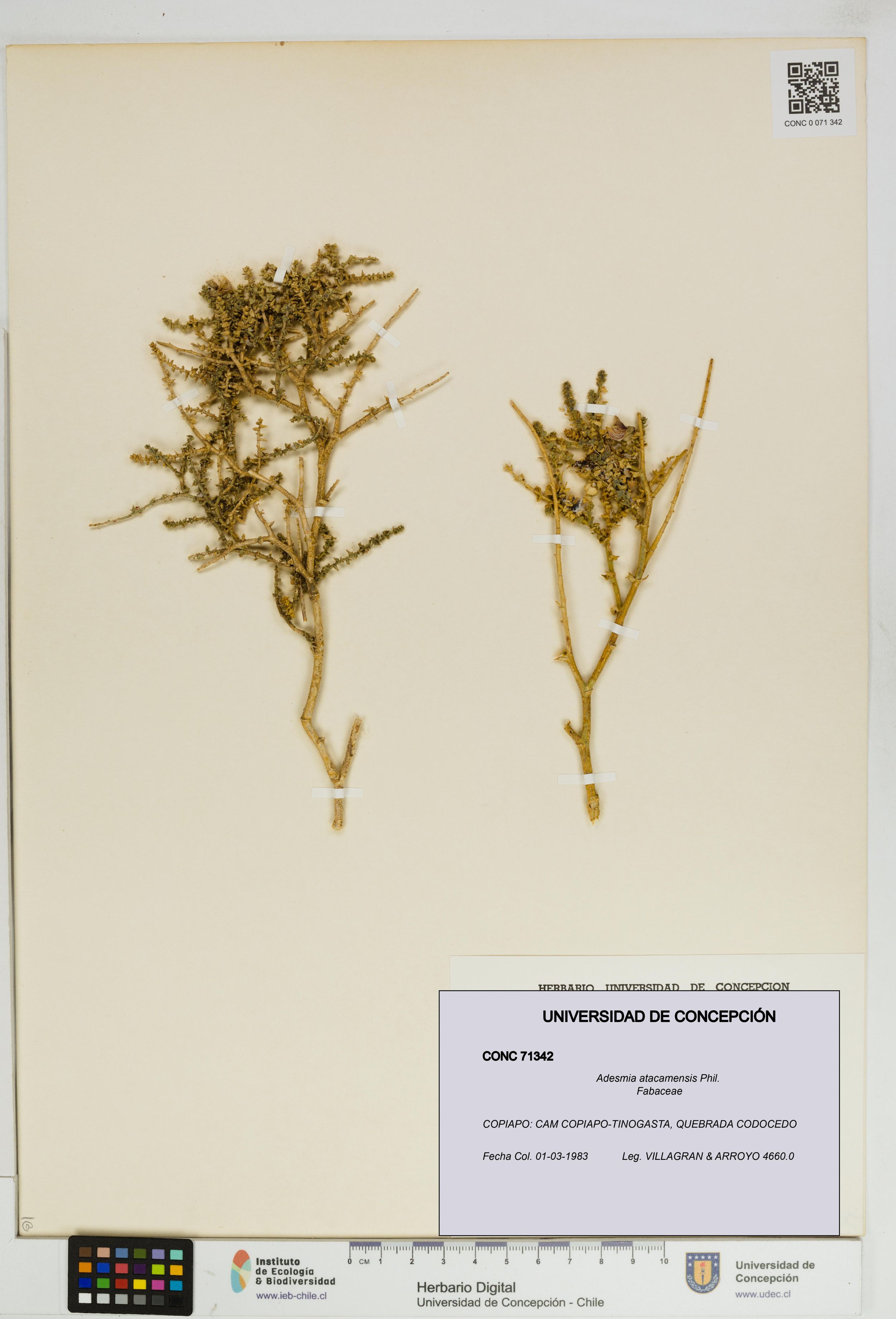 Adesmia atacamensis [Espécimen: ]