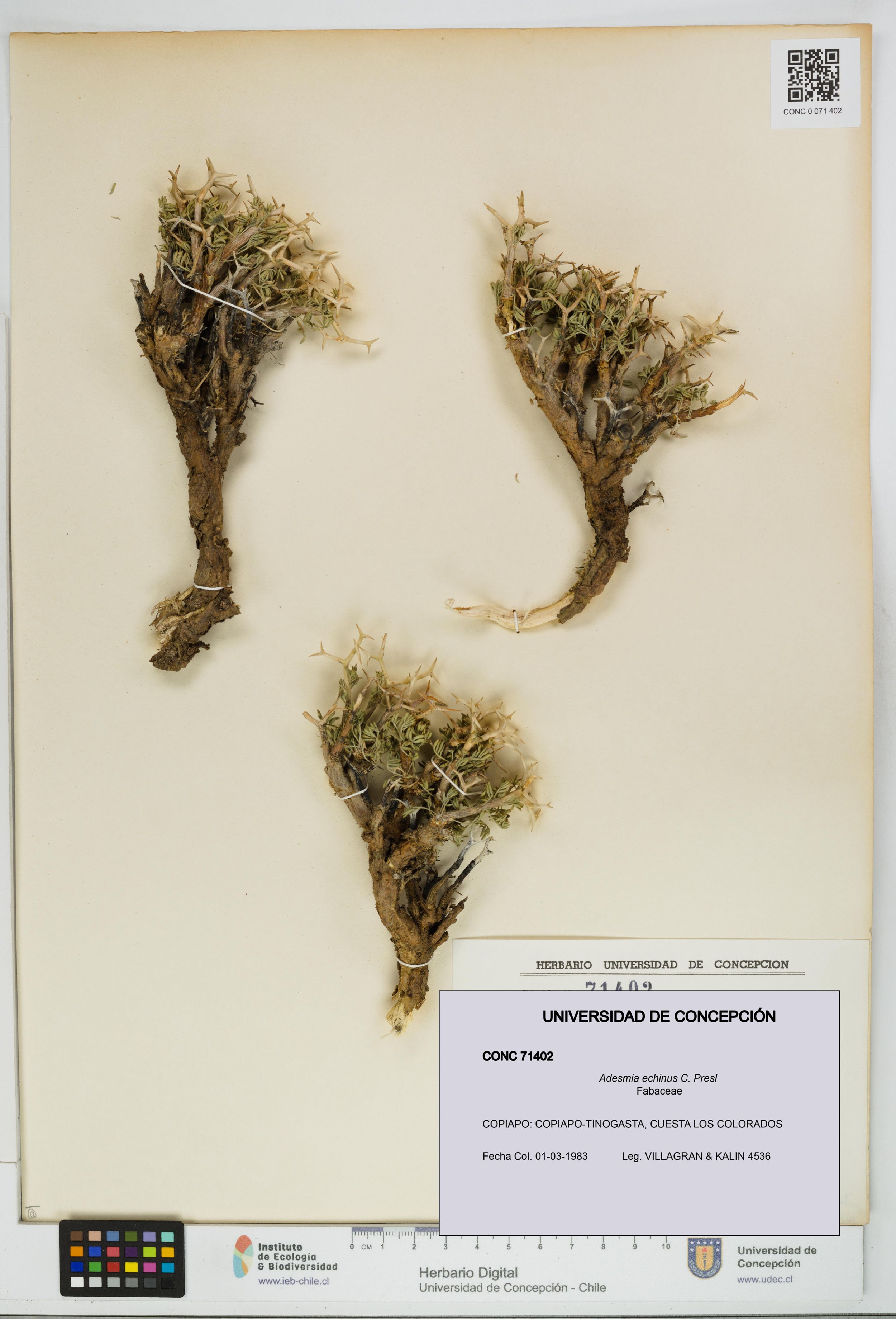 Adesmia echinus [Espécimen: ]