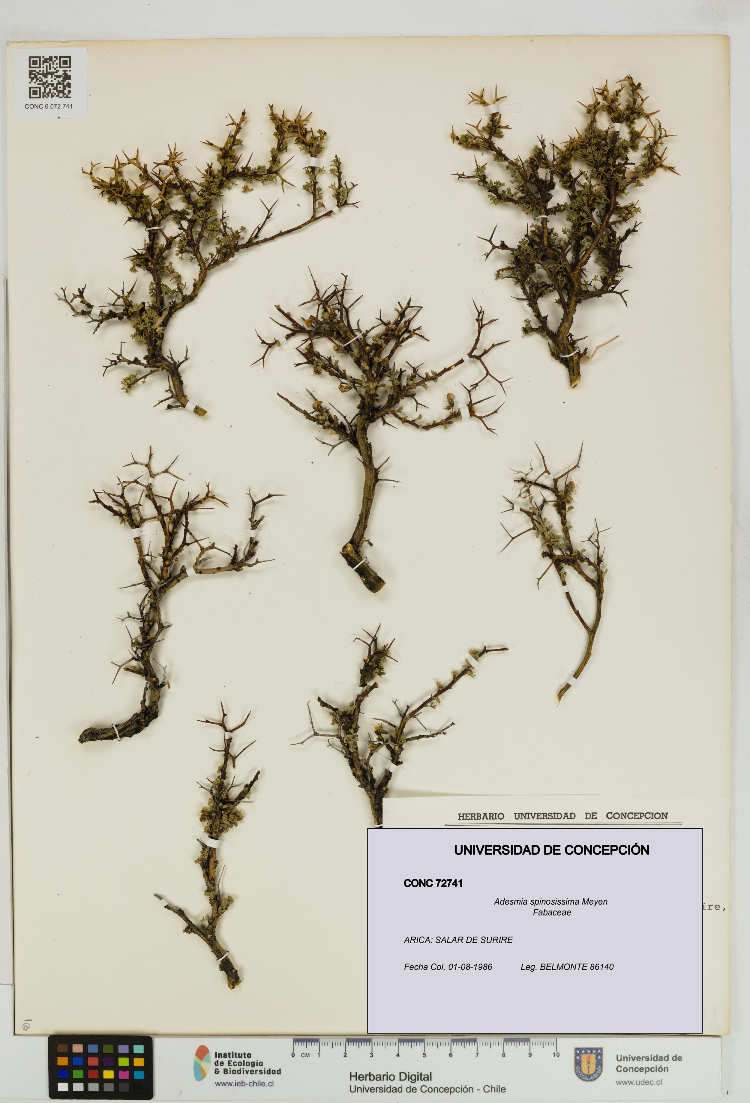 Adesmia spinosissima [Espécimen: ]
