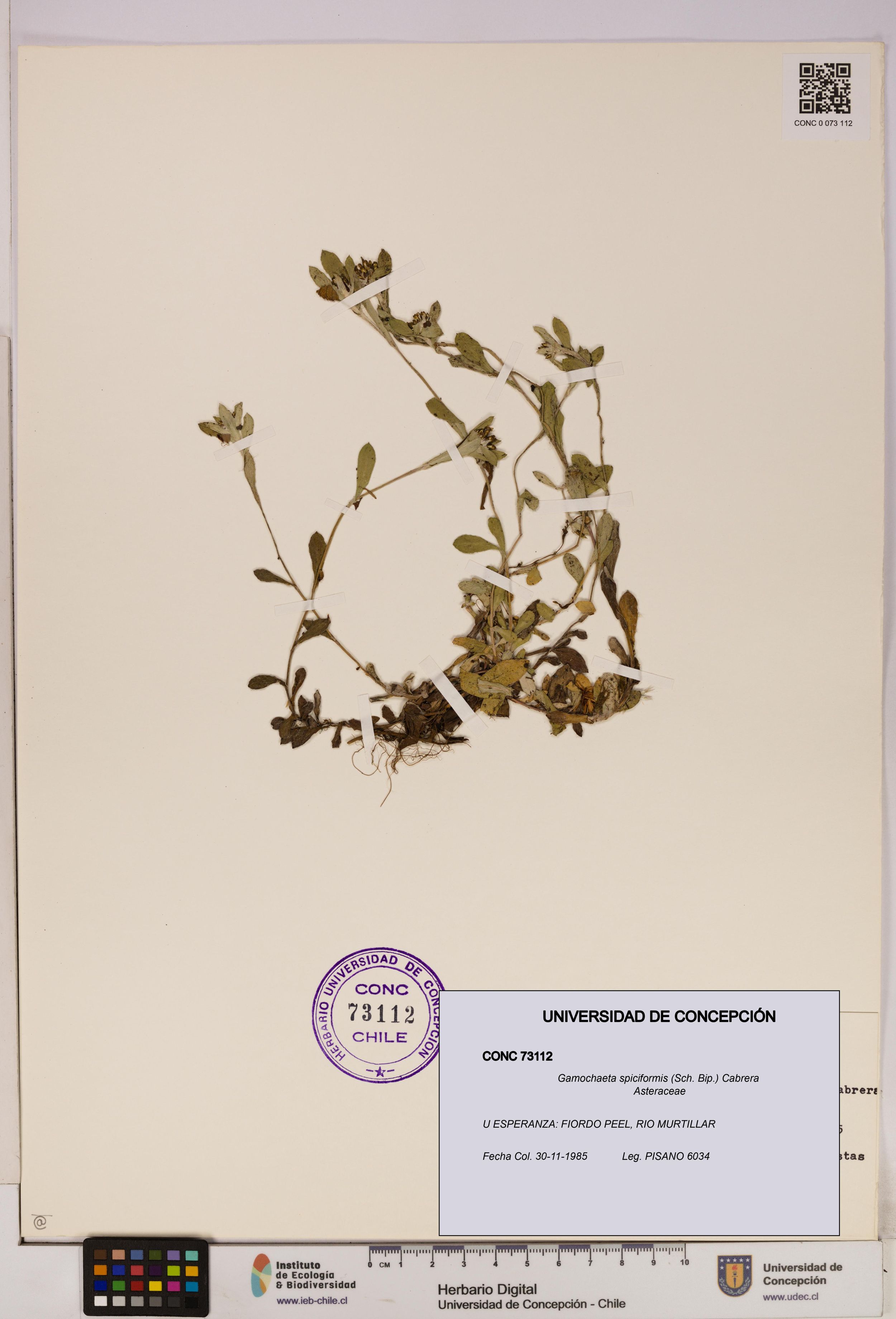 Gamochaeta spiciformis [Espécimen: ]