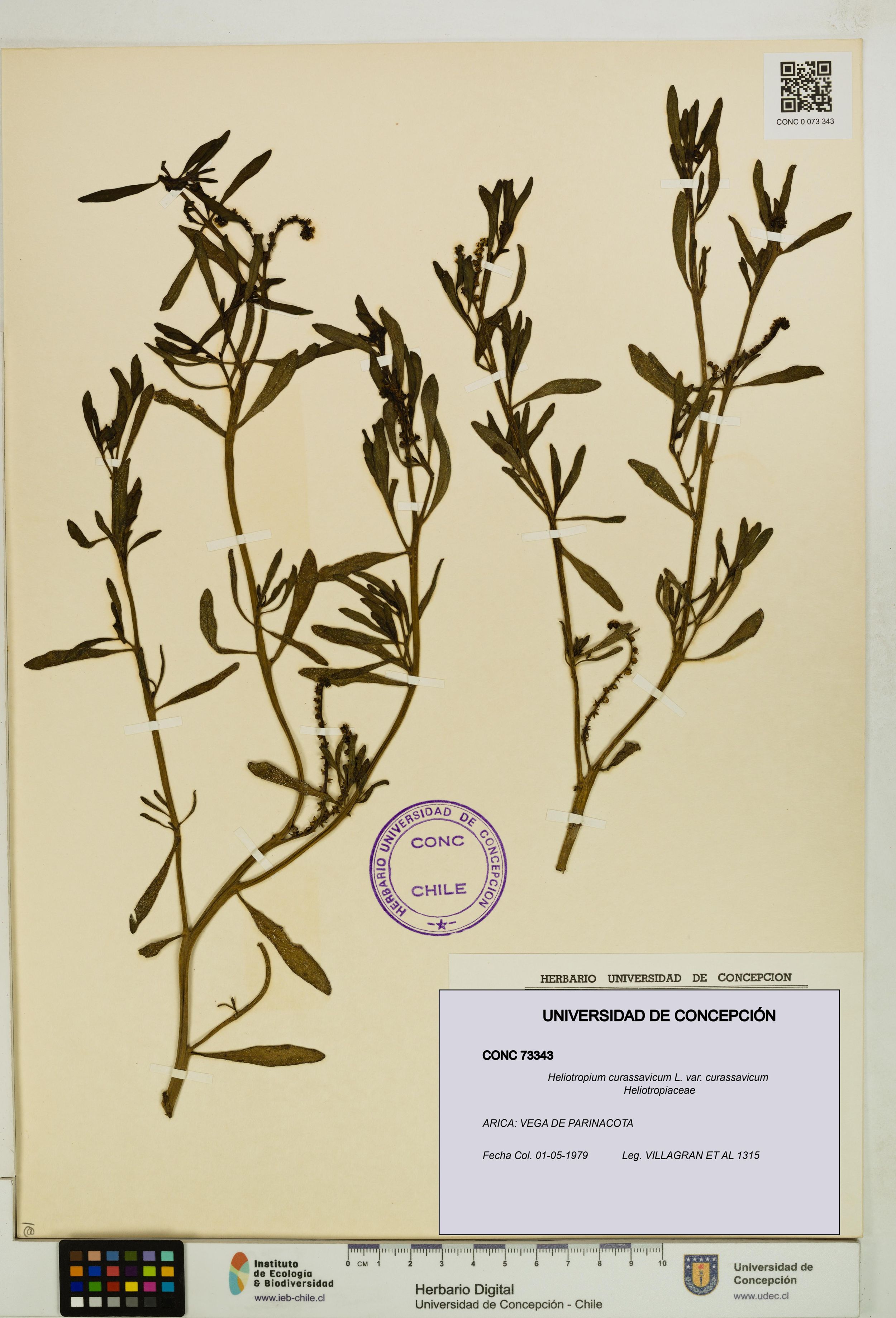 Heliotropium curassavicum var. curassavicum [Espécimen: ]