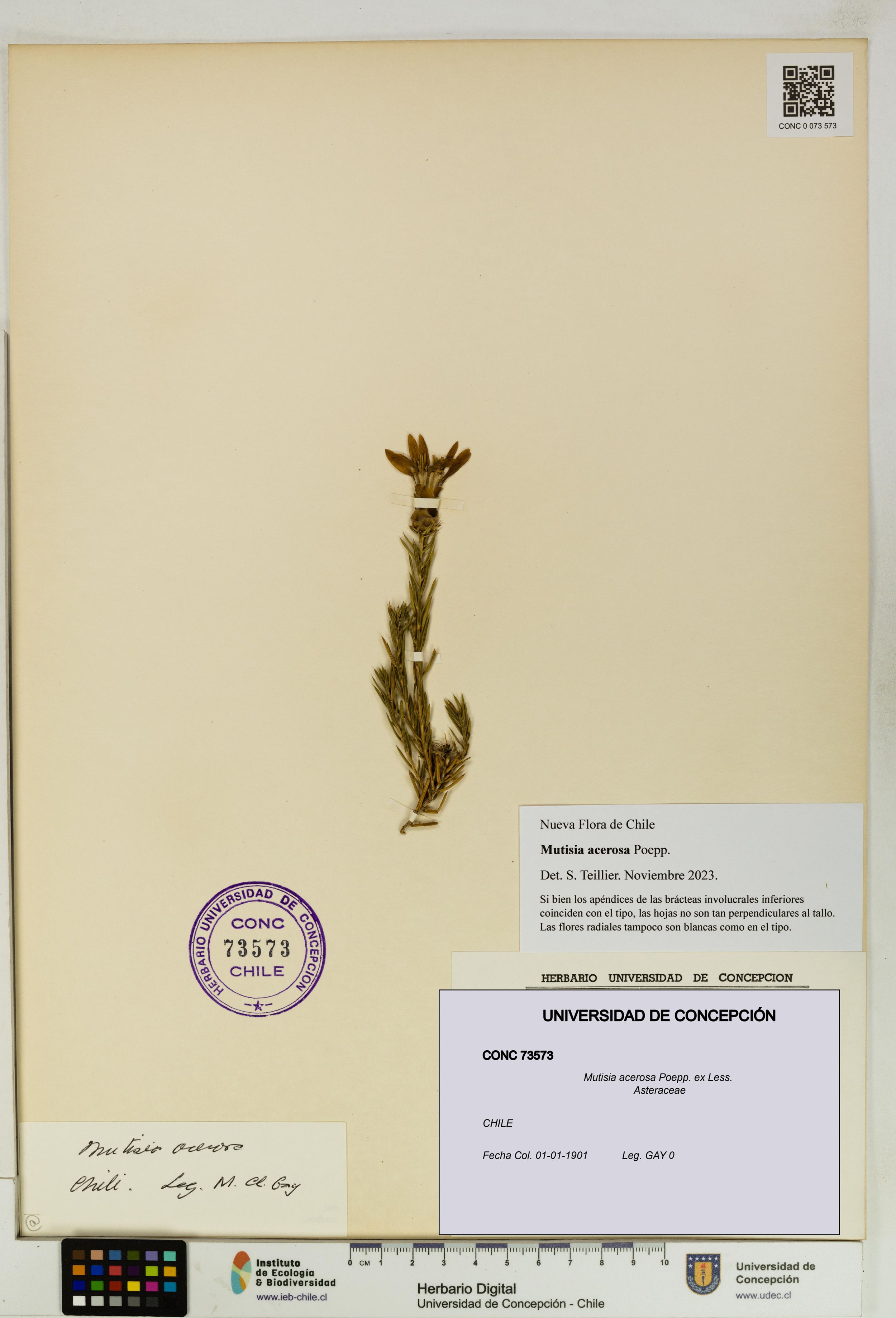 Mutisia acerosa [Espécimen: ]