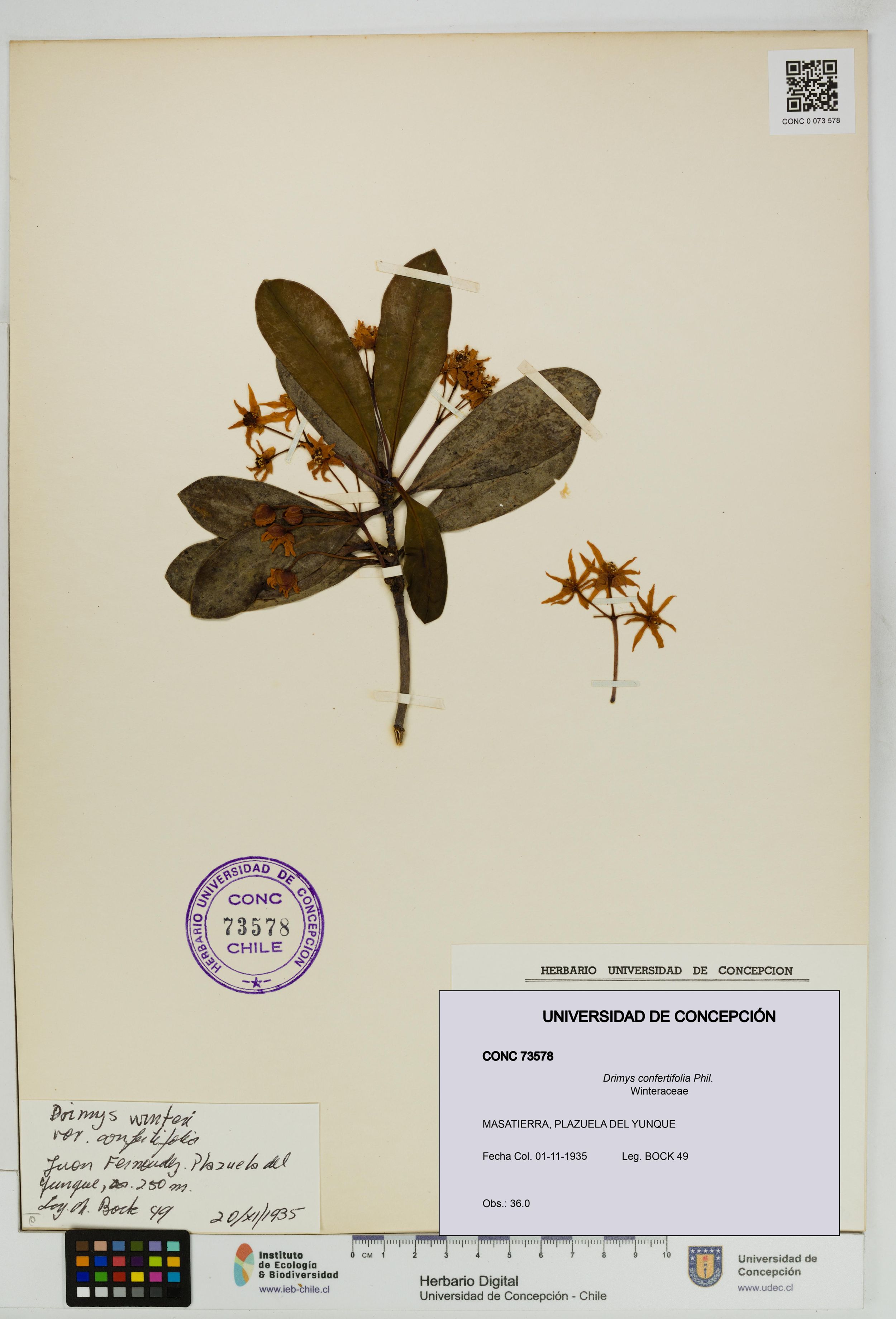 Drimys confertifolia [Espécimen: ]