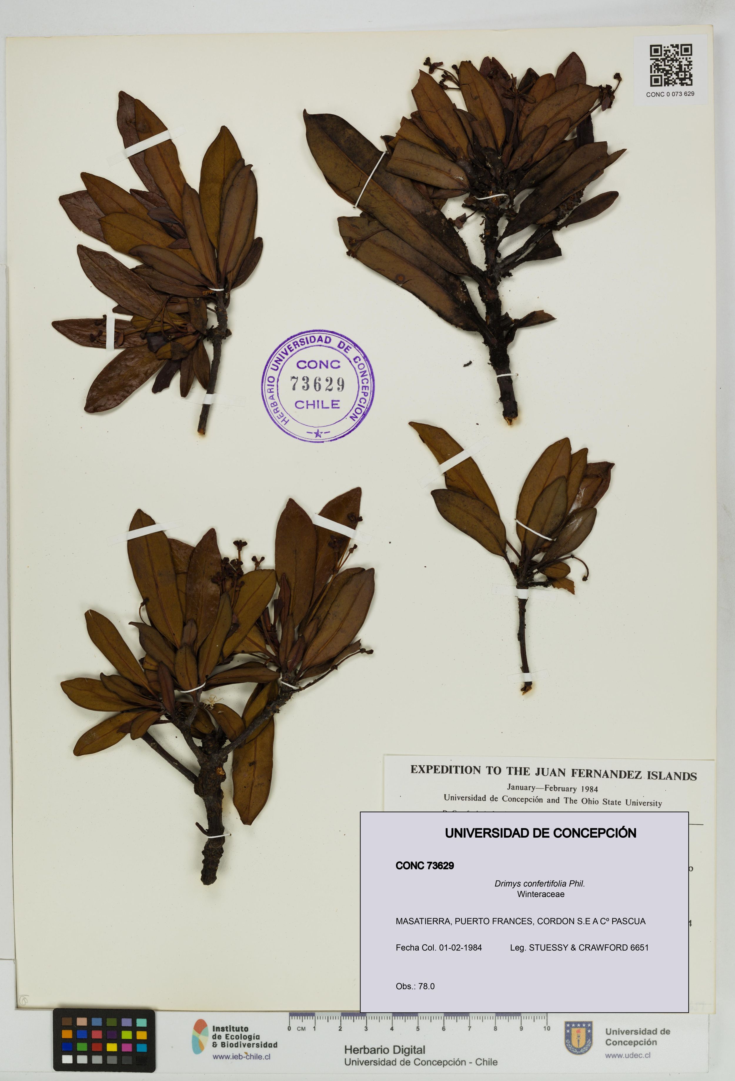 Drimys confertifolia [Espécimen: ]