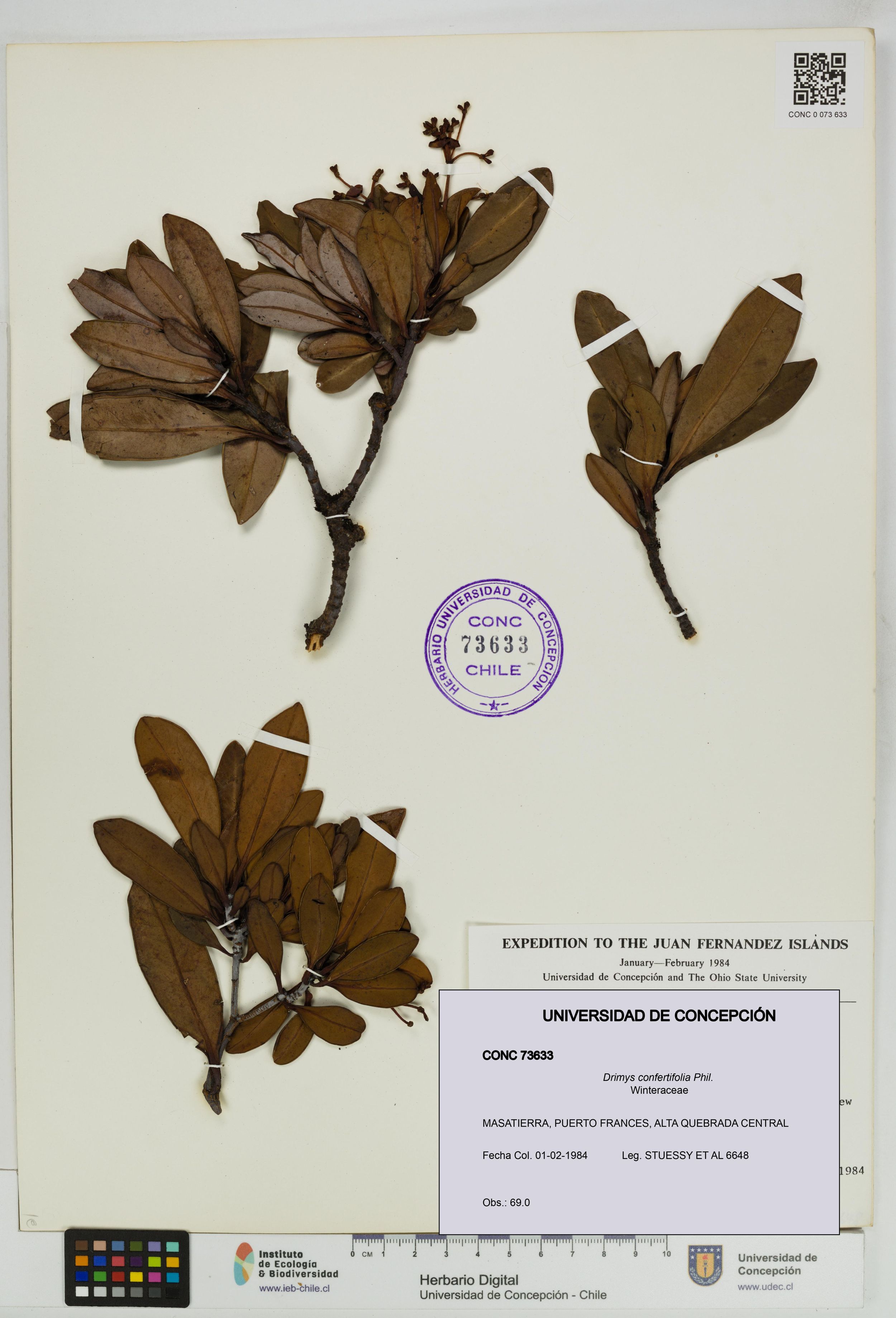 Drimys confertifolia [Espécimen: ]