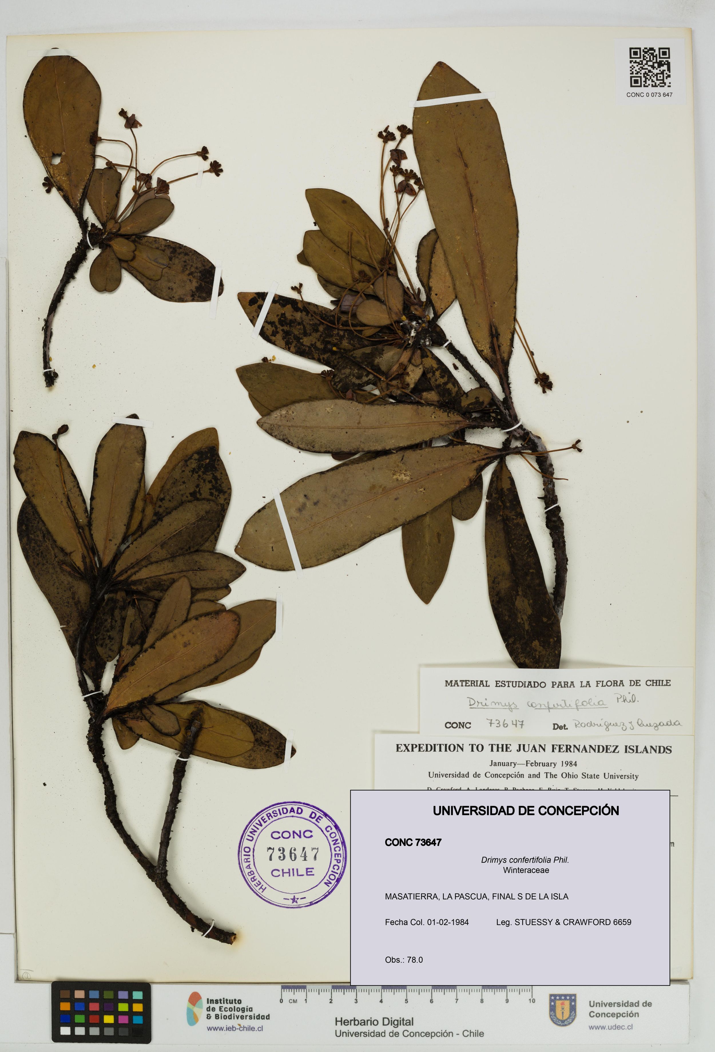 Drimys confertifolia [Espécimen: ]