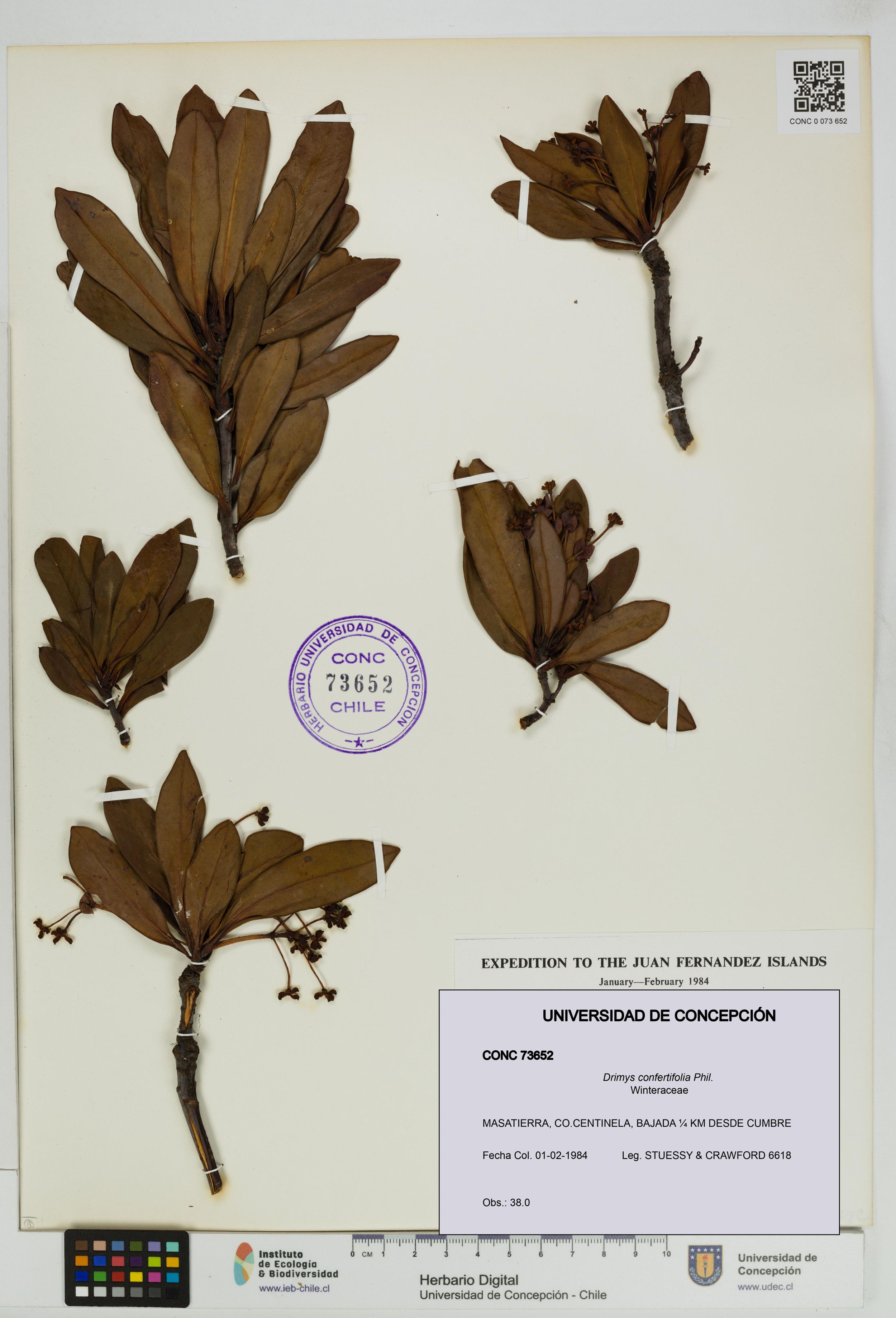 Drimys confertifolia [Espécimen: ]