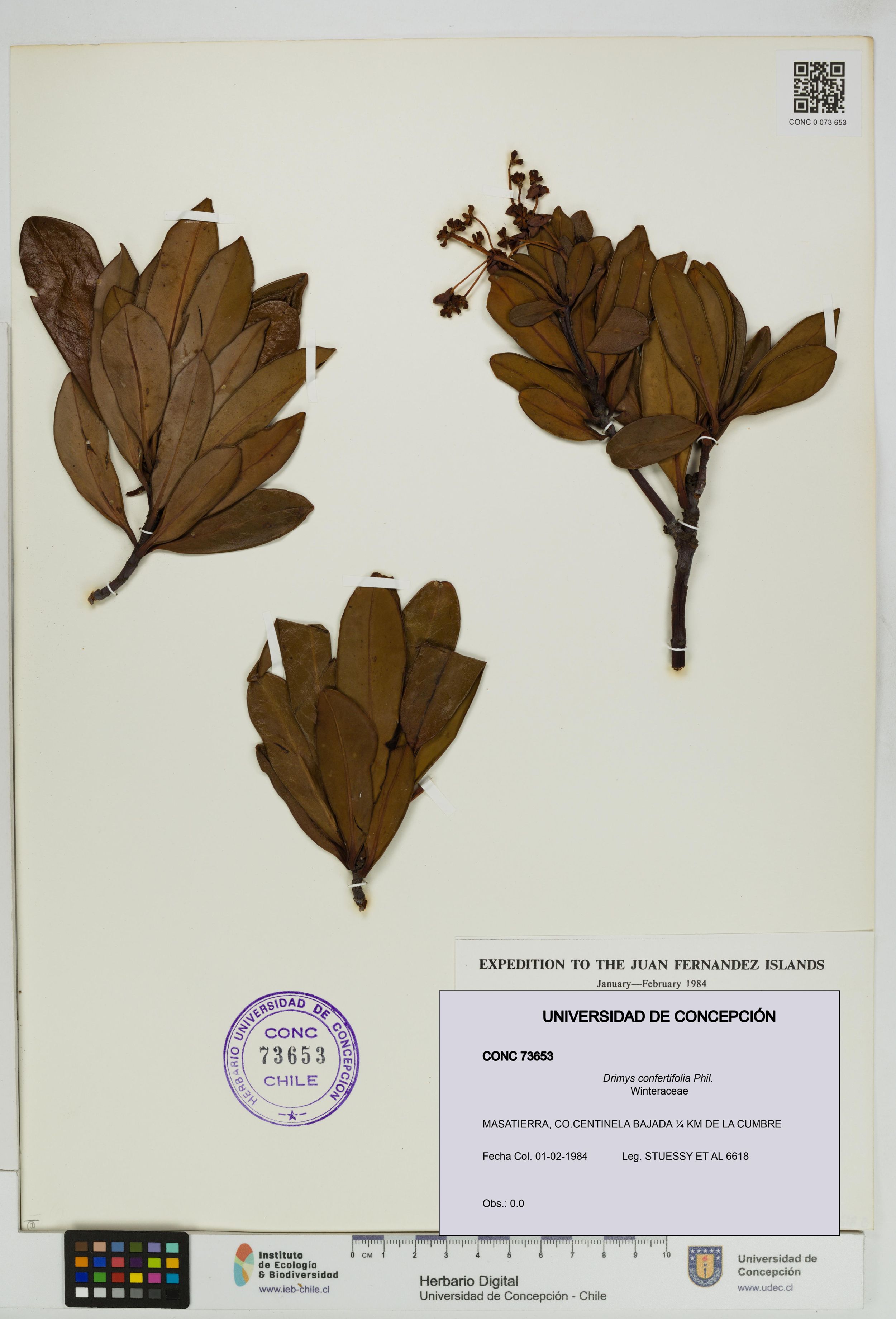Drimys confertifolia [Espécimen: ]
