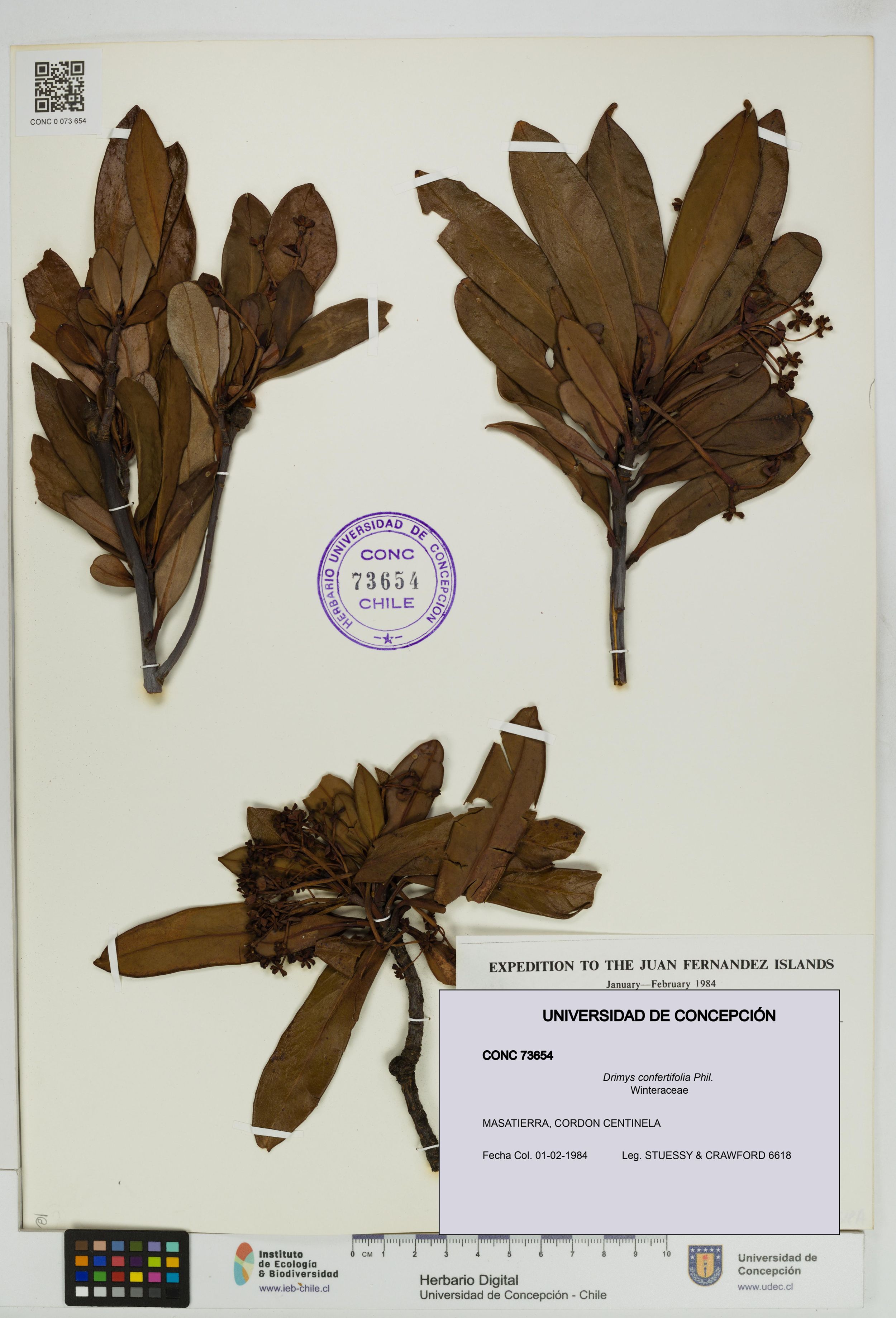 Drimys confertifolia [Espécimen: ]