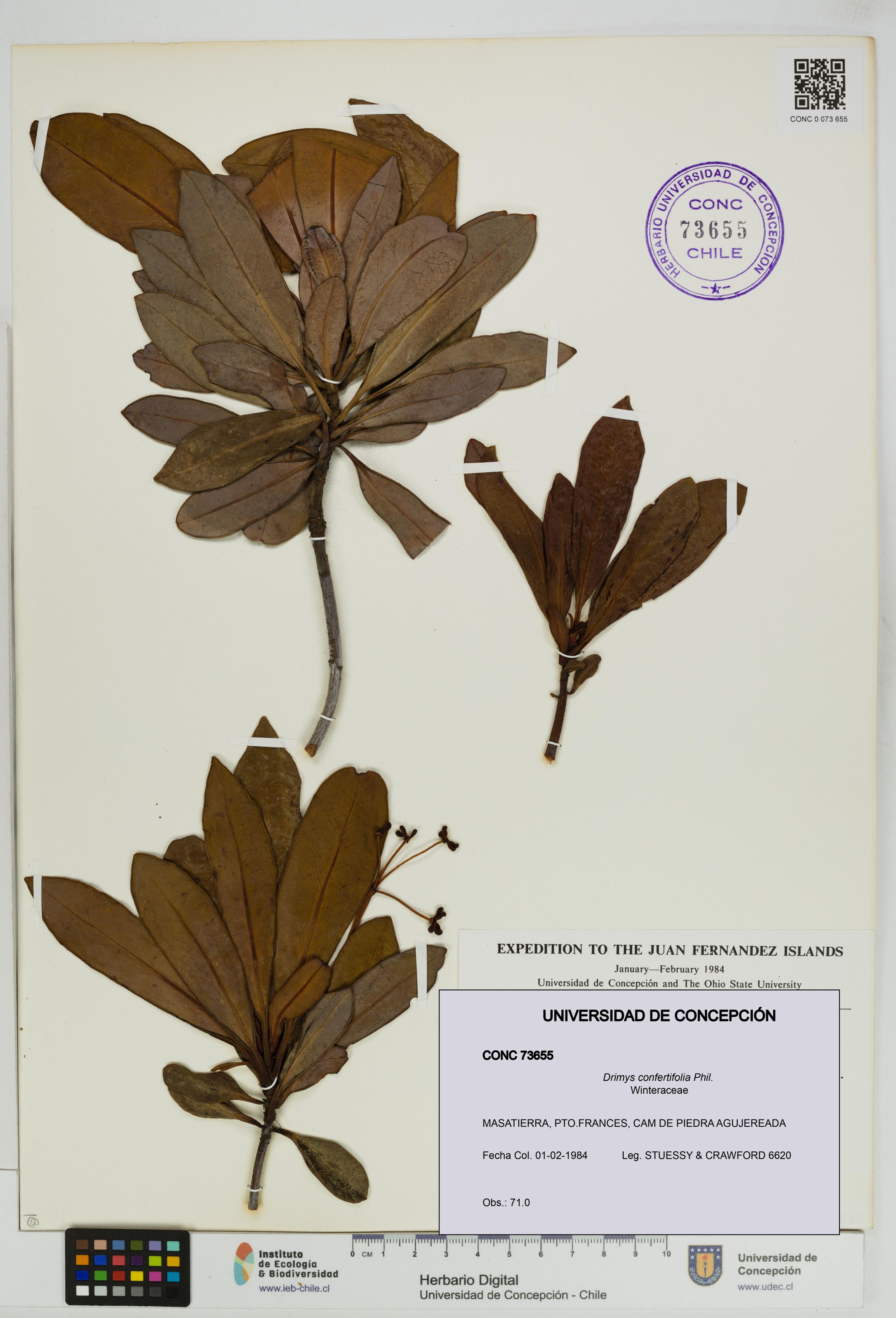 Drimys confertifolia [Espécimen: ]