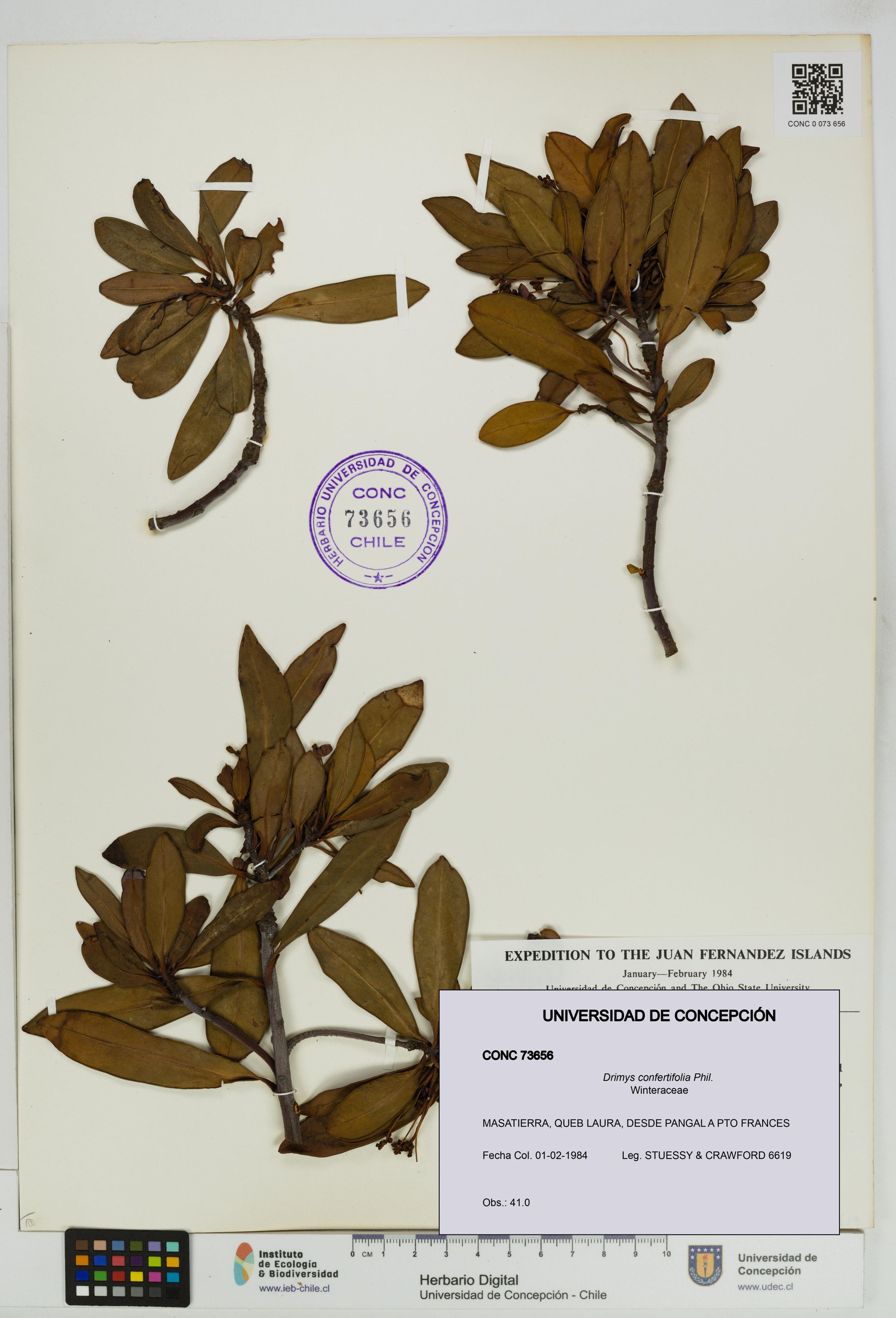 Drimys confertifolia [Espécimen: ]