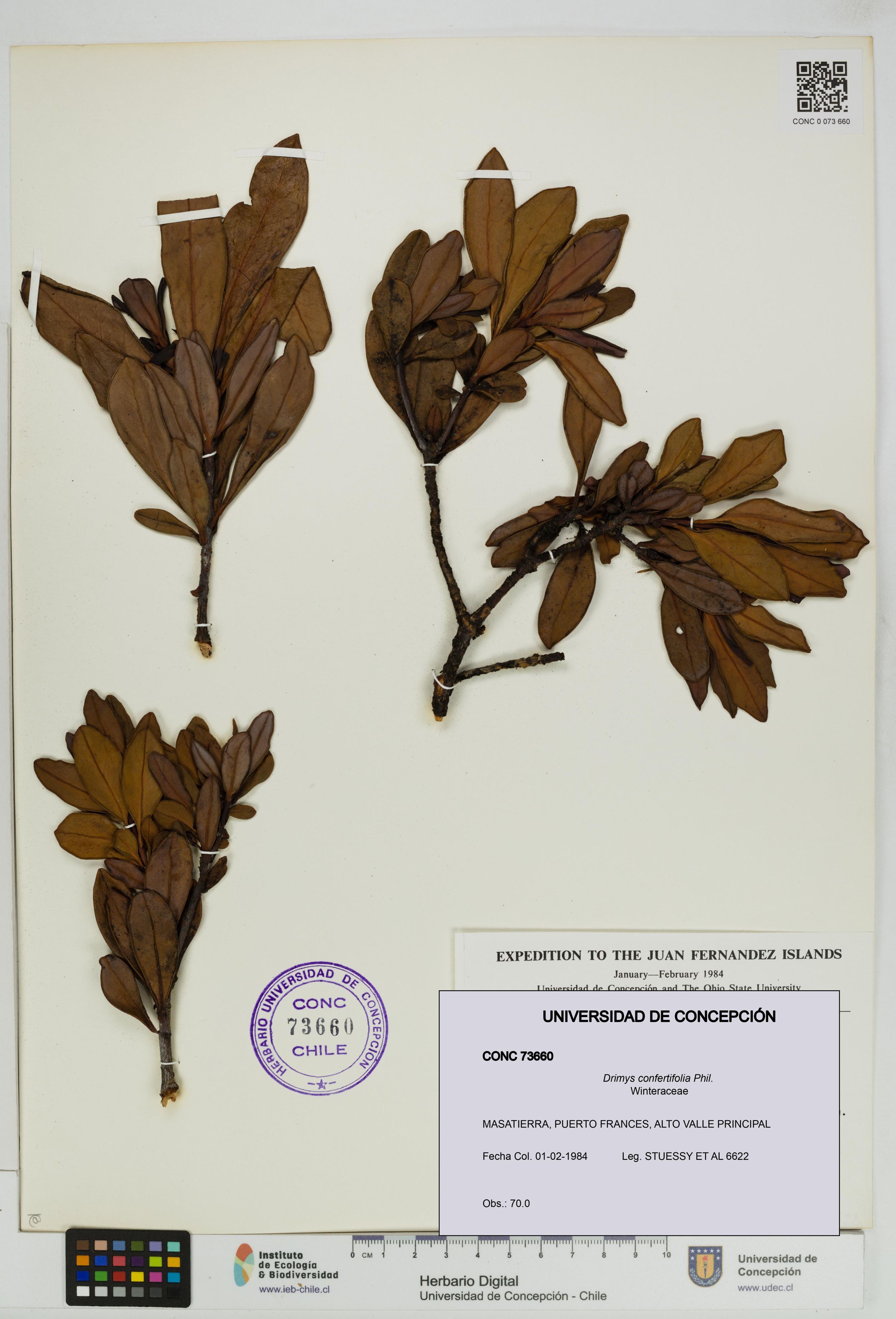 Drimys confertifolia [Espécimen: ]