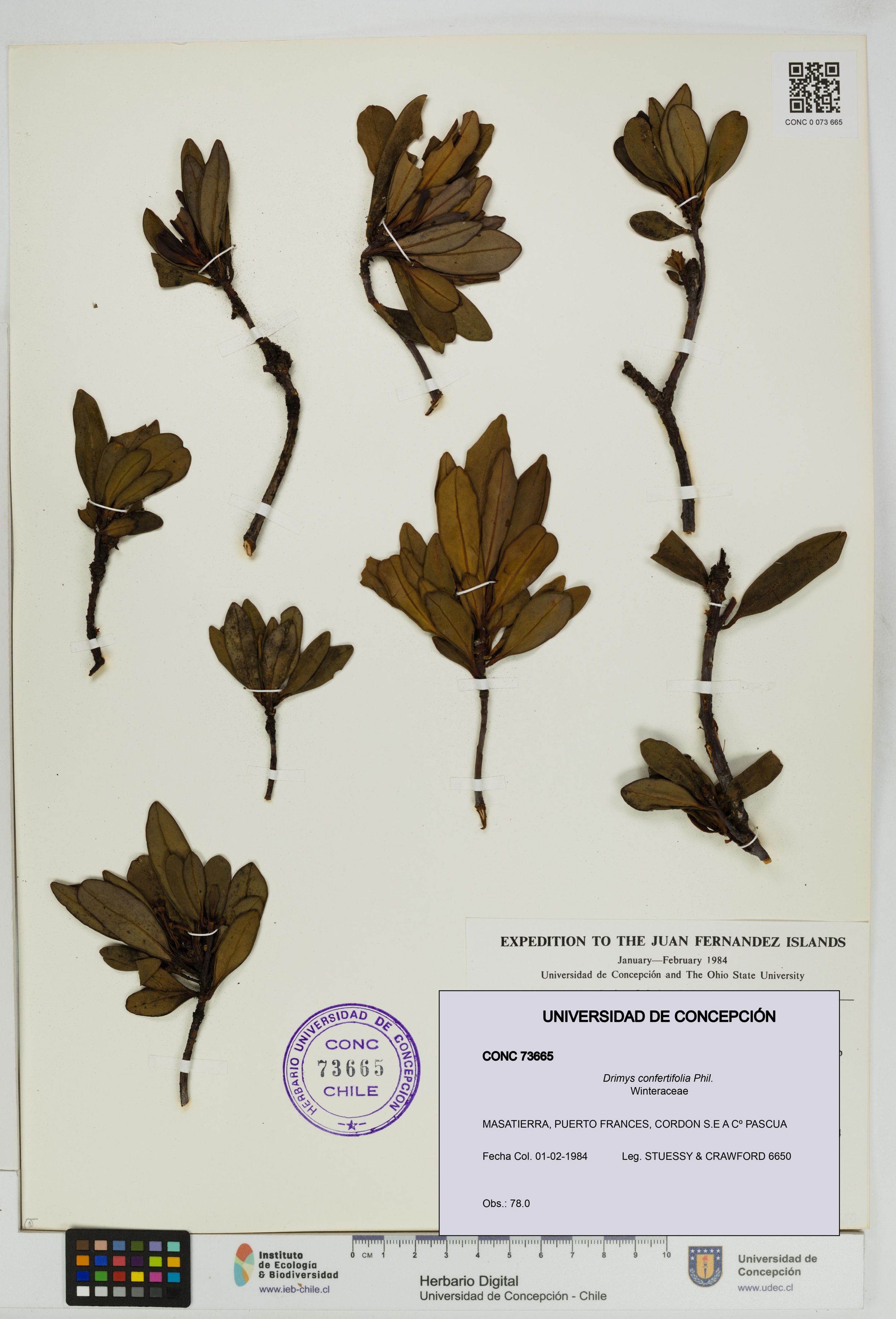 Drimys confertifolia [Espécimen: ]