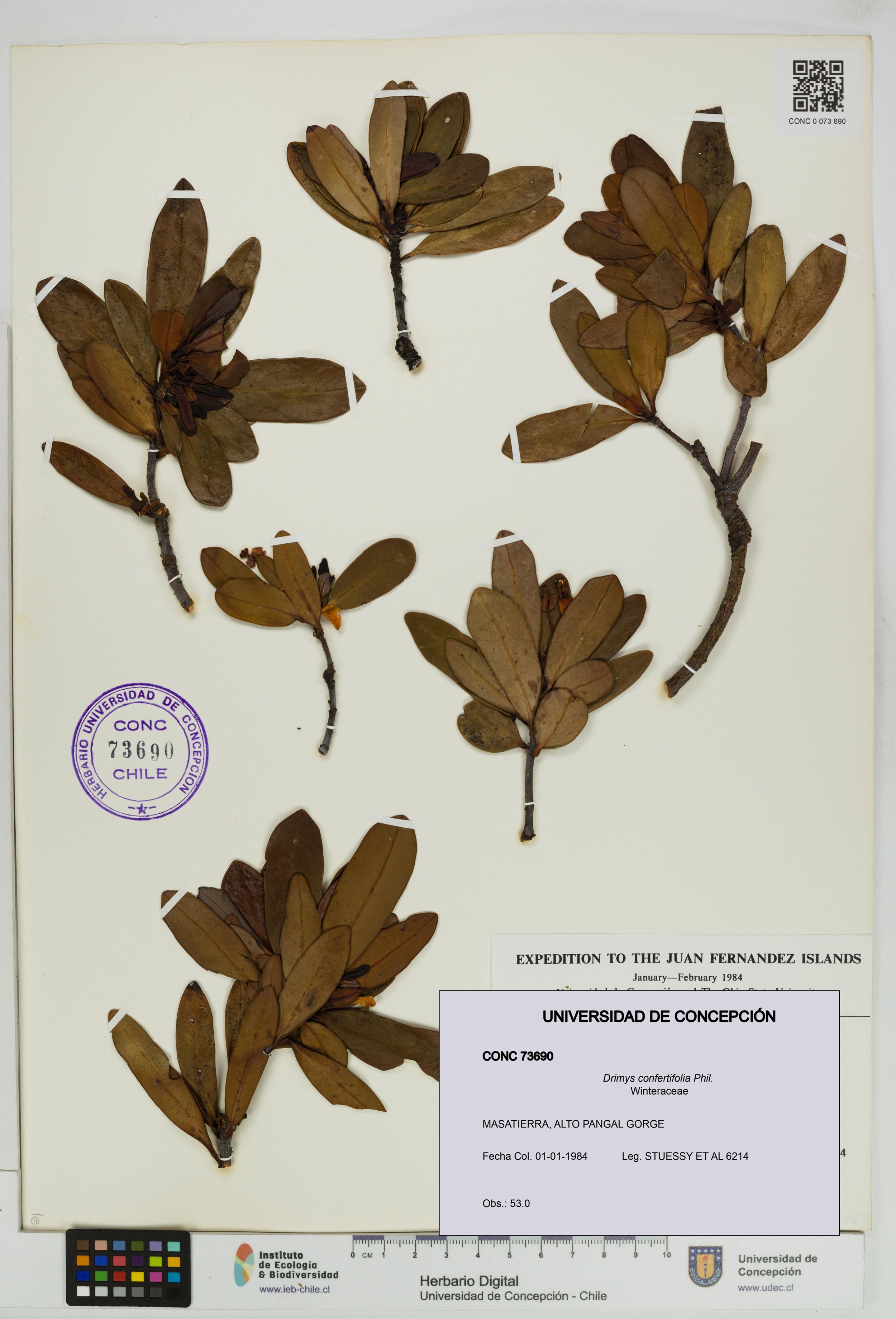 Drimys confertifolia [Espécimen: ]