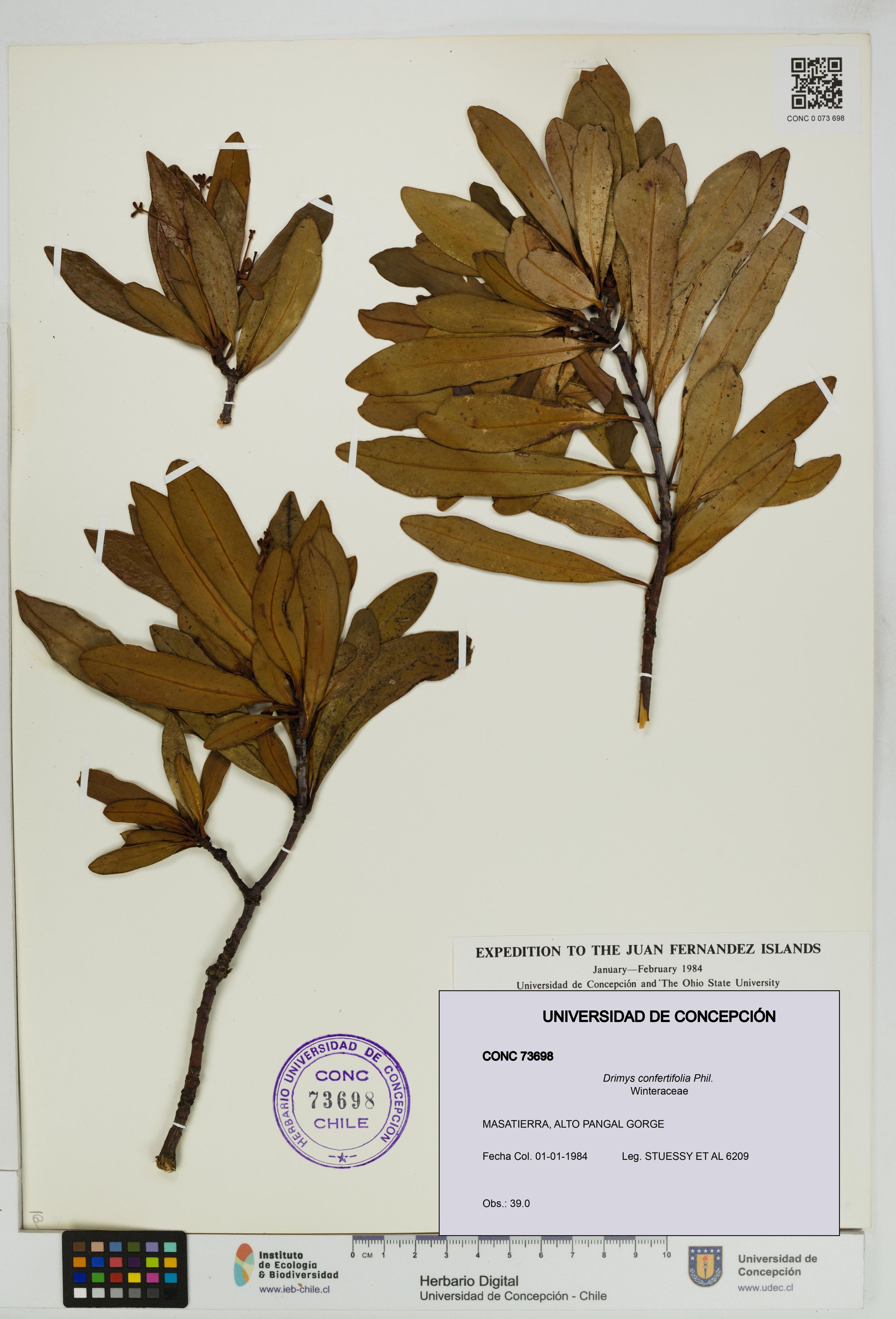Drimys confertifolia [Espécimen: ]