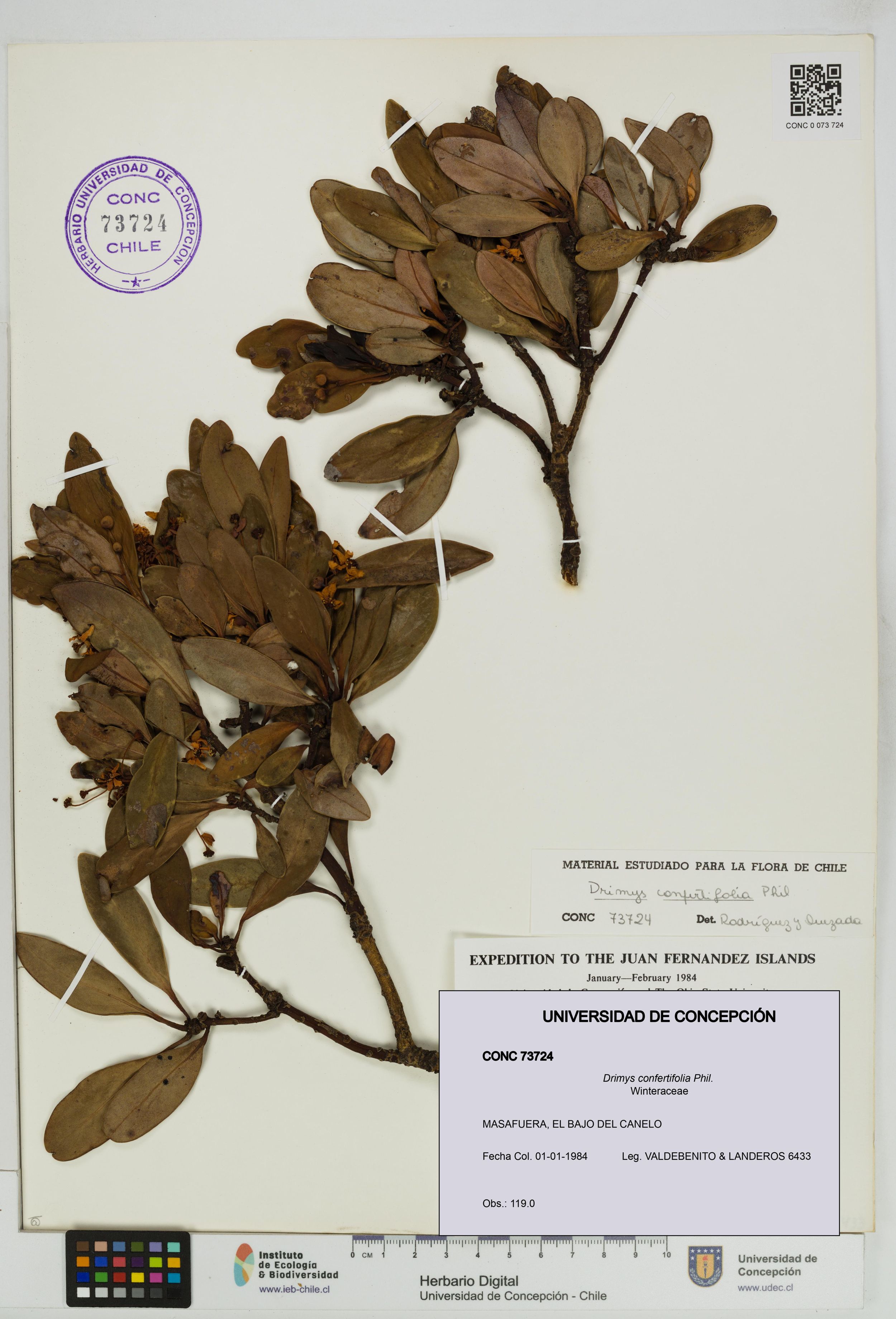 Drimys confertifolia [Espécimen: ]