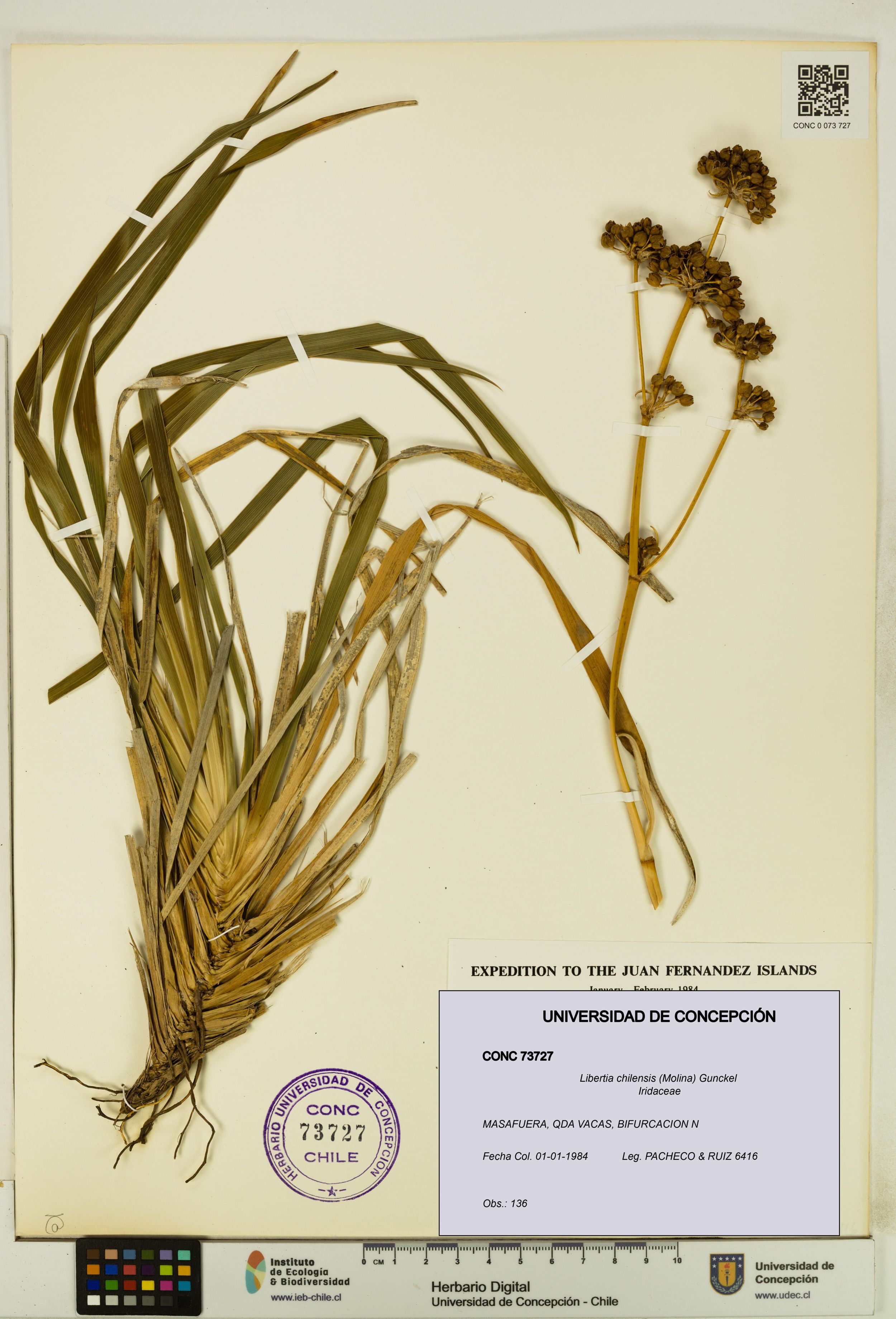 Libertia chilensis [Espécimen: ]