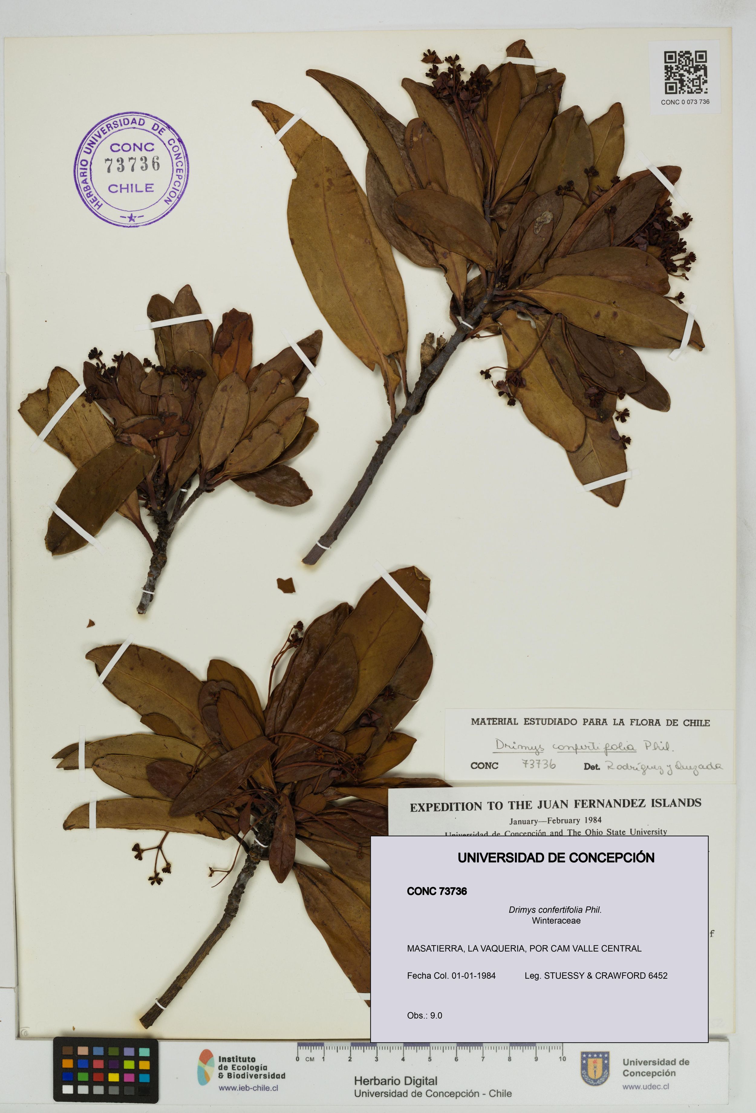 Drimys confertifolia [Espécimen: ]