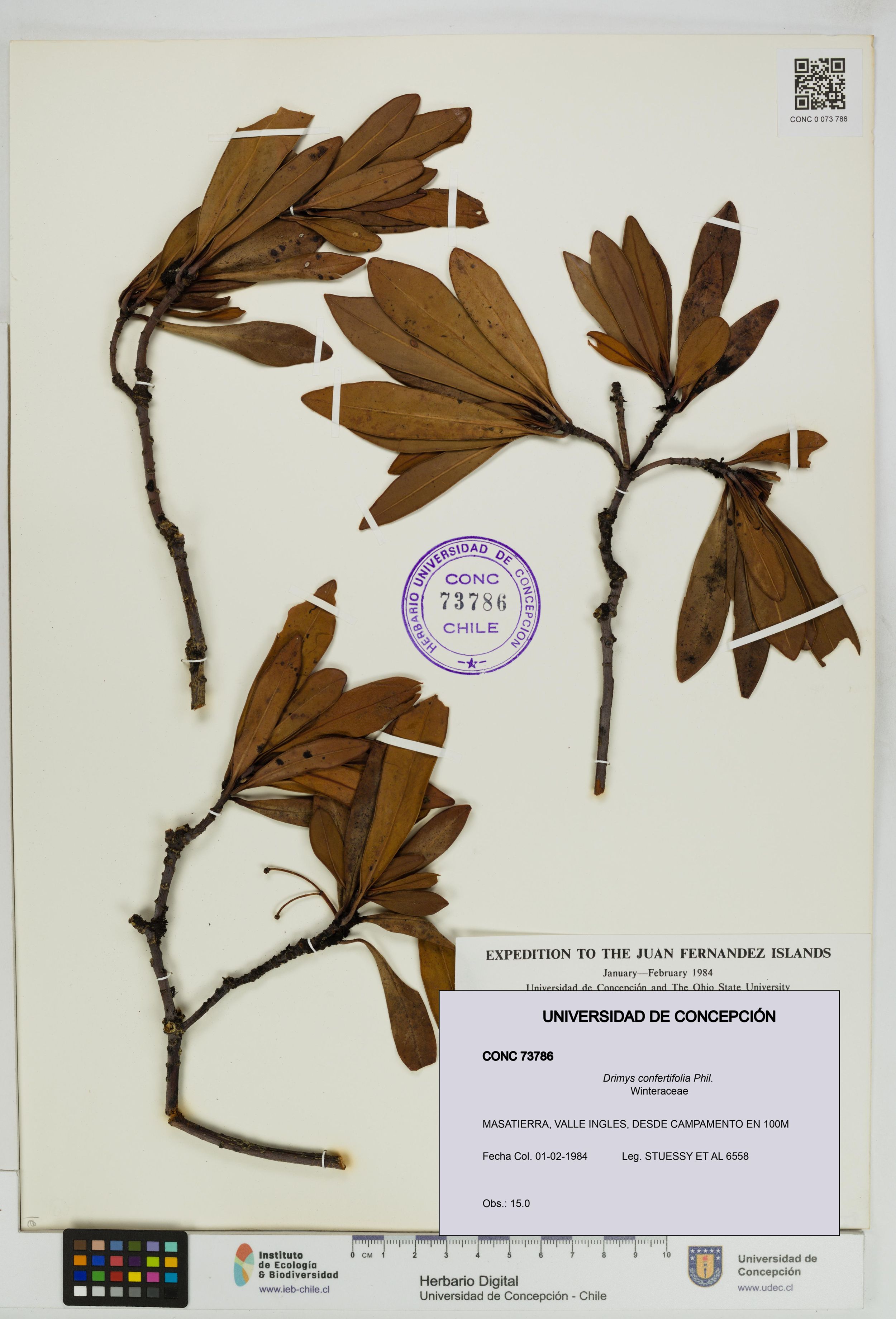 Drimys confertifolia [Espécimen: ]