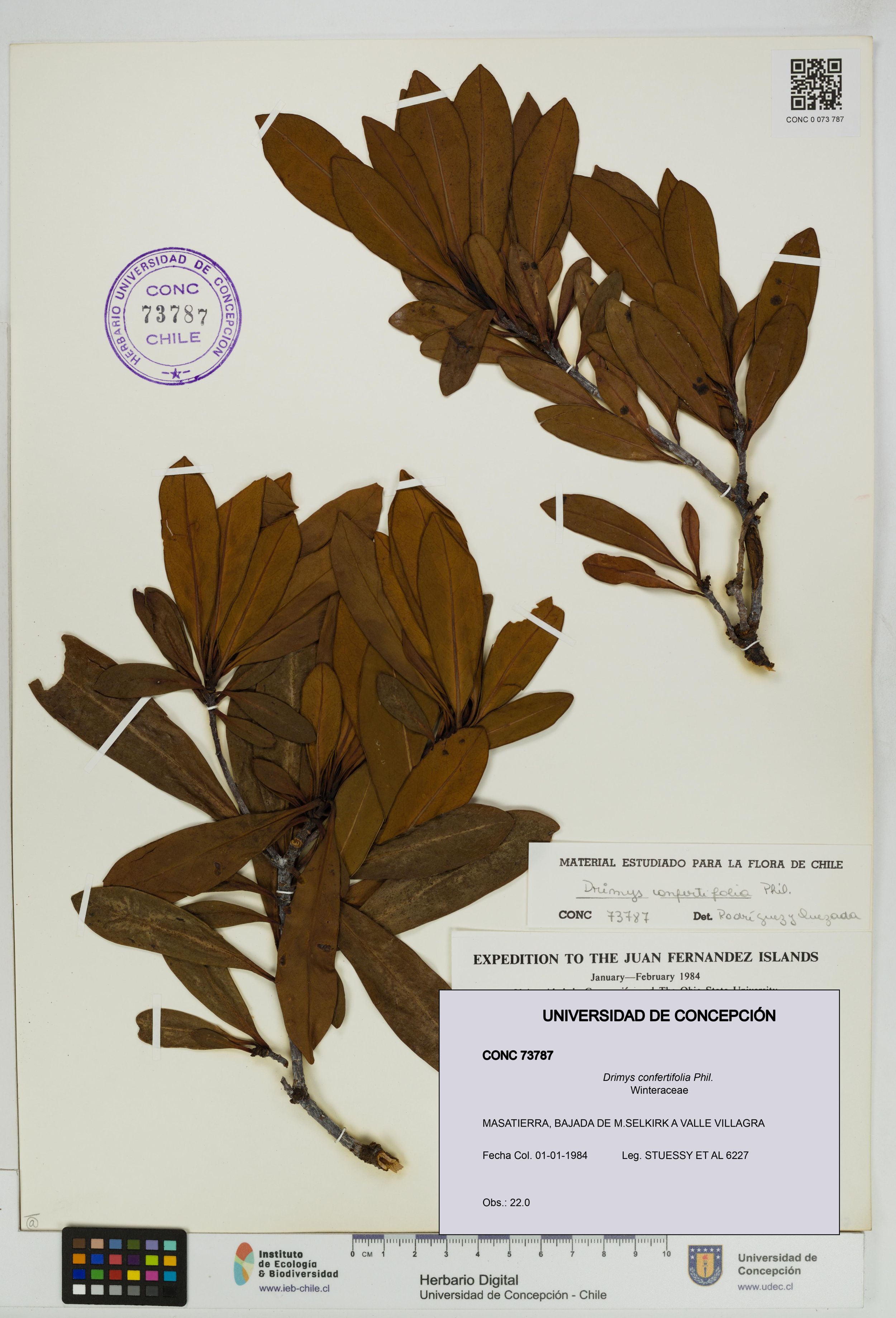 Drimys confertifolia [Espécimen: ]