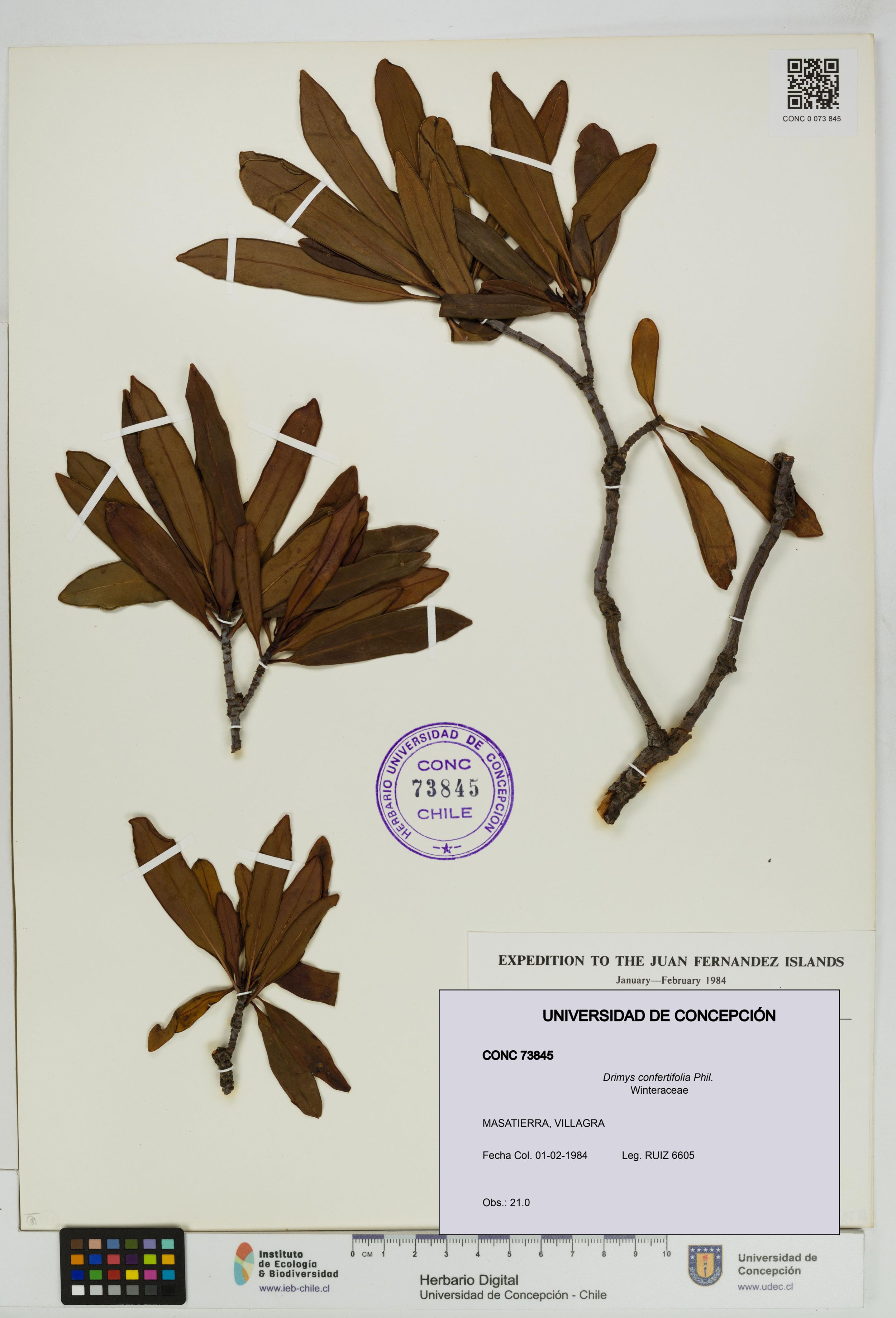 Drimys confertifolia [Espécimen: ]